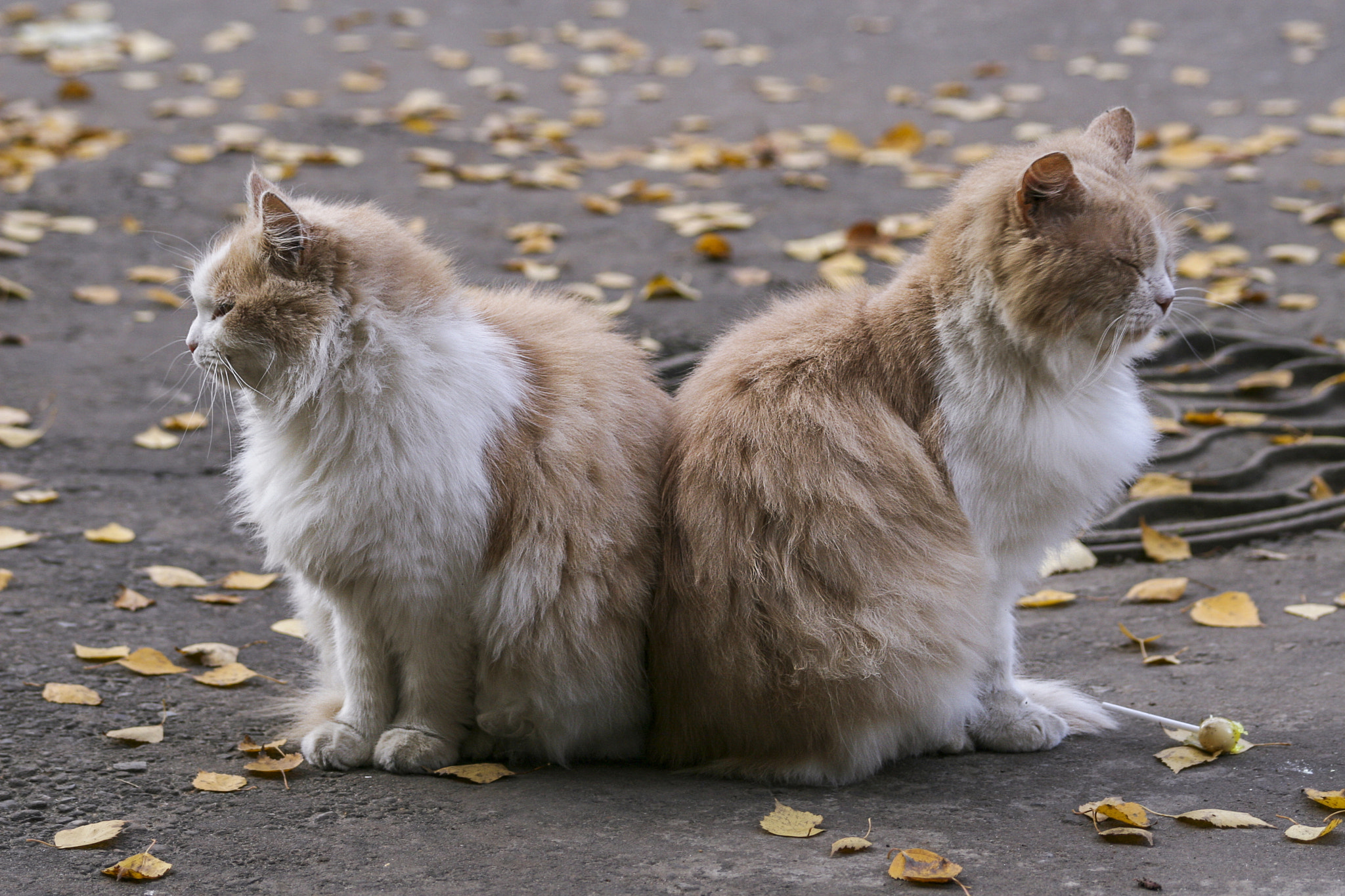 Canon EF 100-300mm F4.5-5.6 USM sample photo. Red cats photography