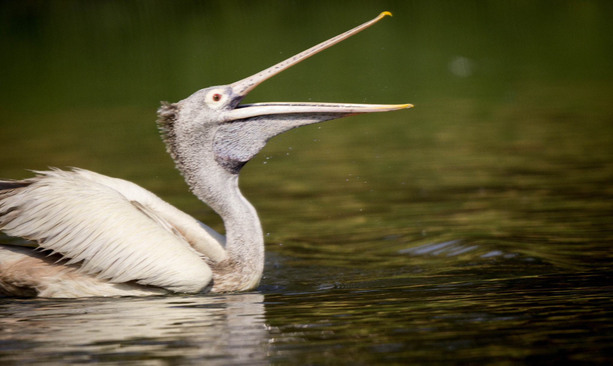Tamron SP 150-600mm F5-6.3 Di VC USD sample photo. Pelican  photography