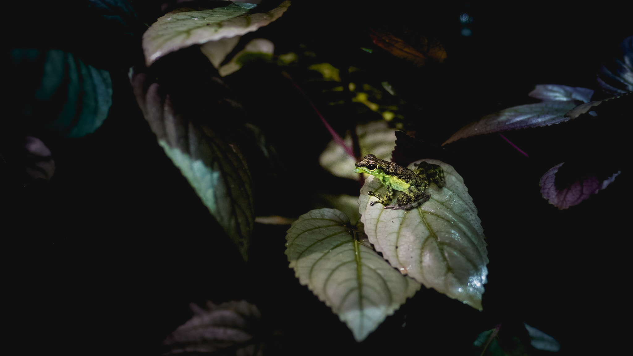 Canon EOS 7D Mark II + Sigma 35mm F1.4 DG HSM Art sample photo. Frog in a hedge photography