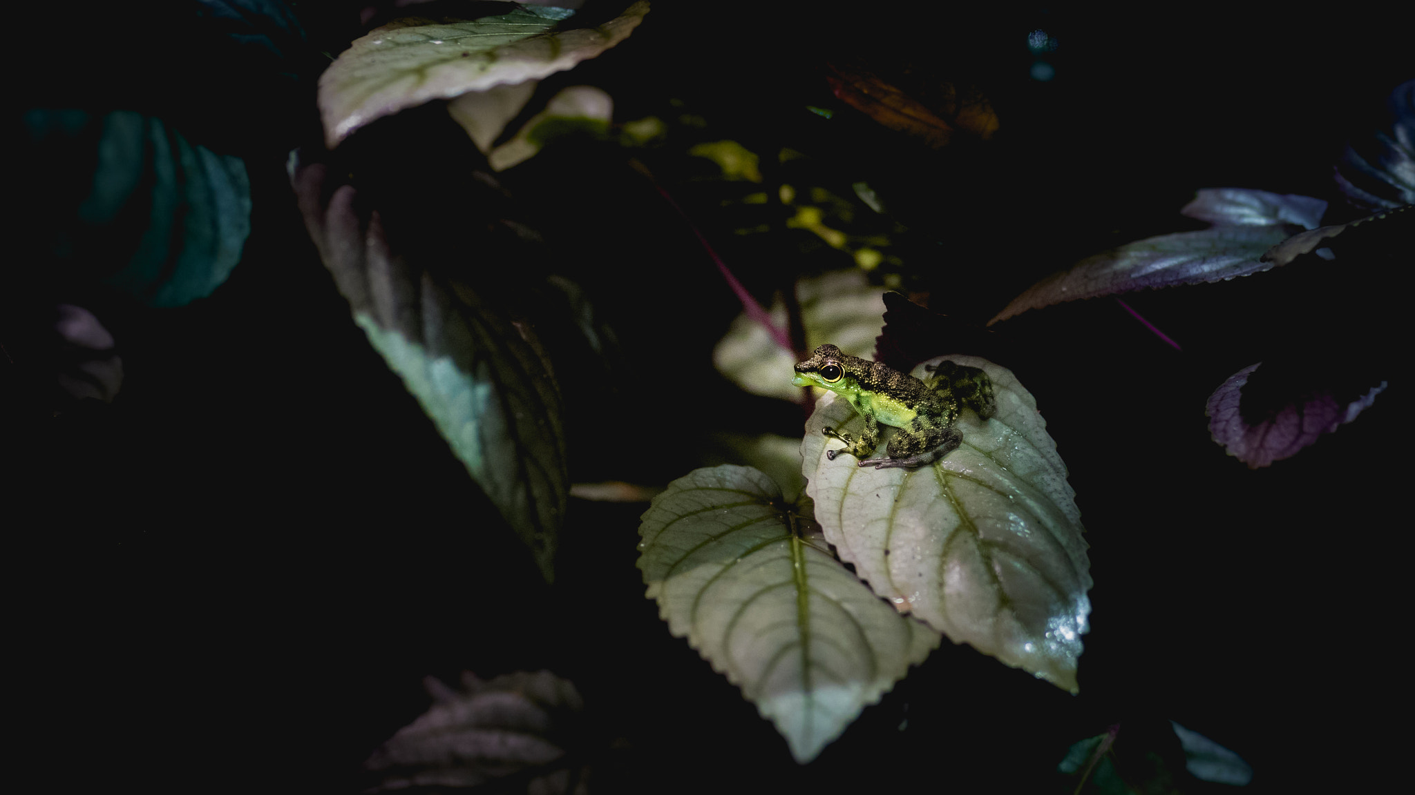 Sigma 35mm F1.4 DG HSM Art sample photo. Frog in a hedge photography