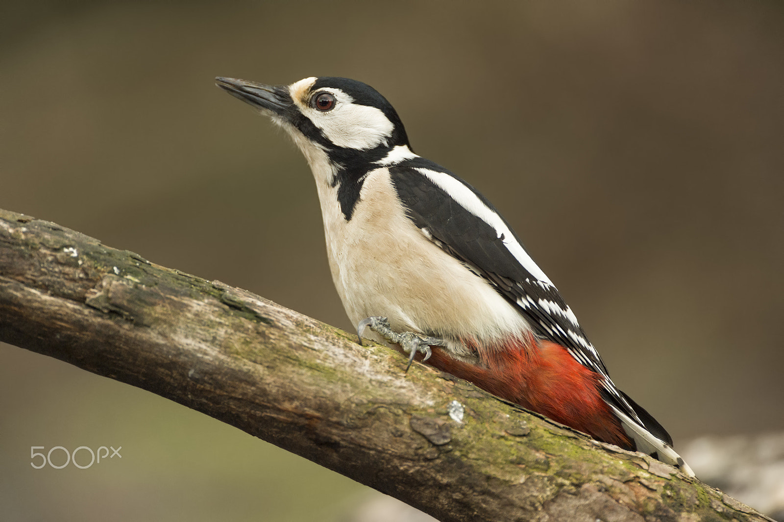 Nikon D4S + Nikon AF-S Nikkor 500mm F4G ED VR sample photo. Great spotted woodpecker ii photography