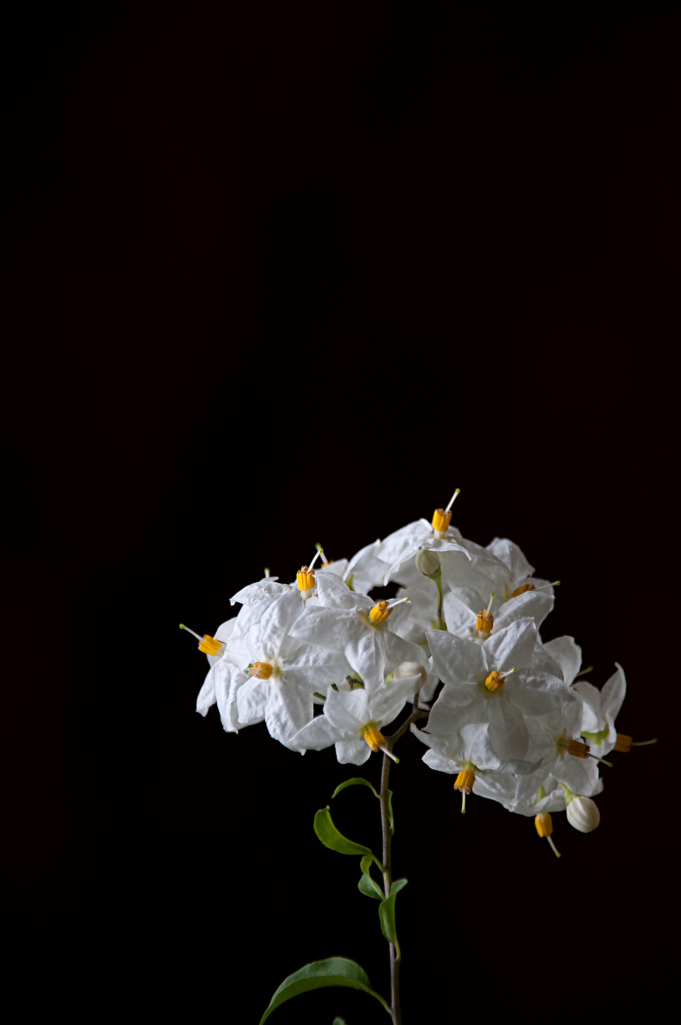Nikon D5000 + Sigma 18-250mm F3.5-6.3 DC Macro OS HSM sample photo. Little white flower photography