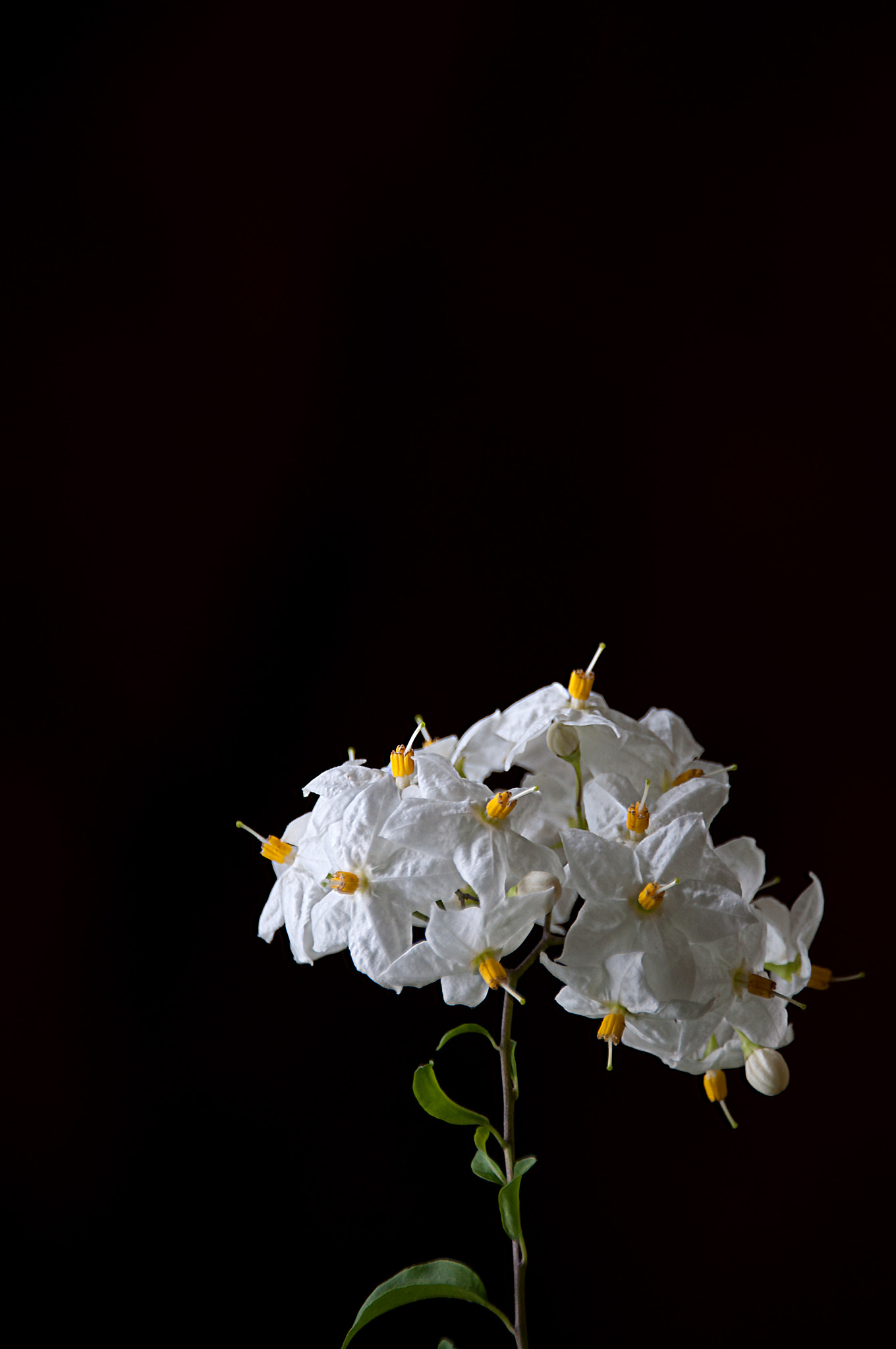 Sigma 18-250mm F3.5-6.3 DC Macro OS HSM sample photo. Little white flower photography