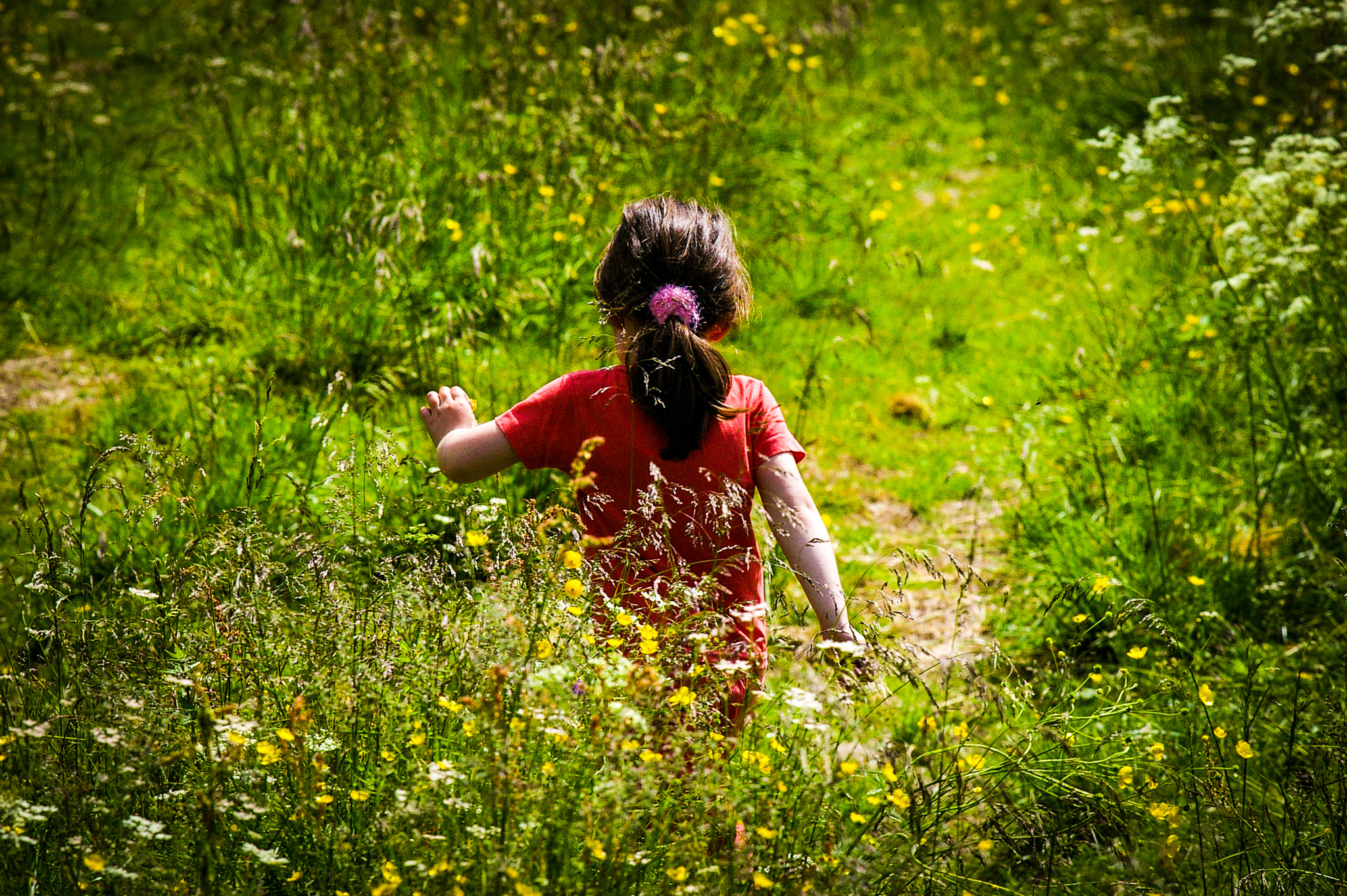 smc PENTAX-FA* 300mm F4.5 ED[IF] sample photo. Out on my own among wildflowers photography