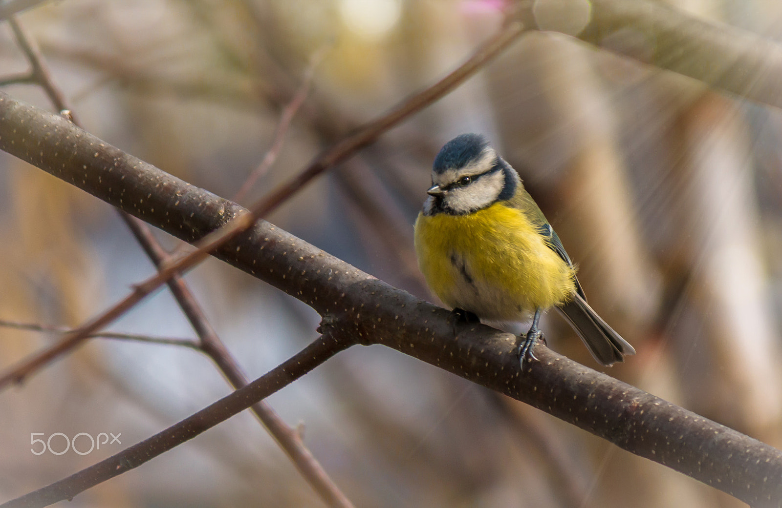 Canon EF-S 55-250mm F4-5.6 IS II sample photo. Bluetit photography