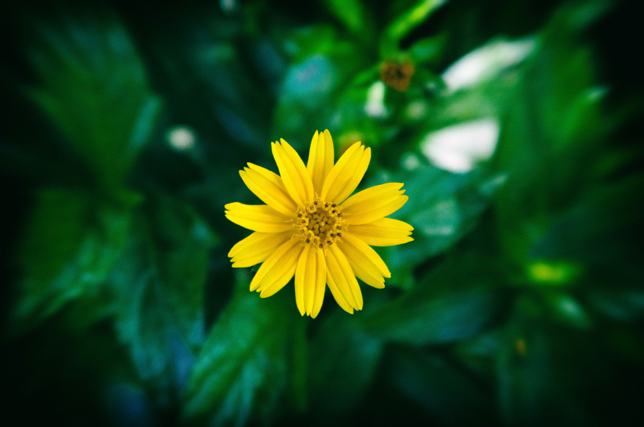 Pentax K-5 IIs sample photo. Yellow flower on green grass photography