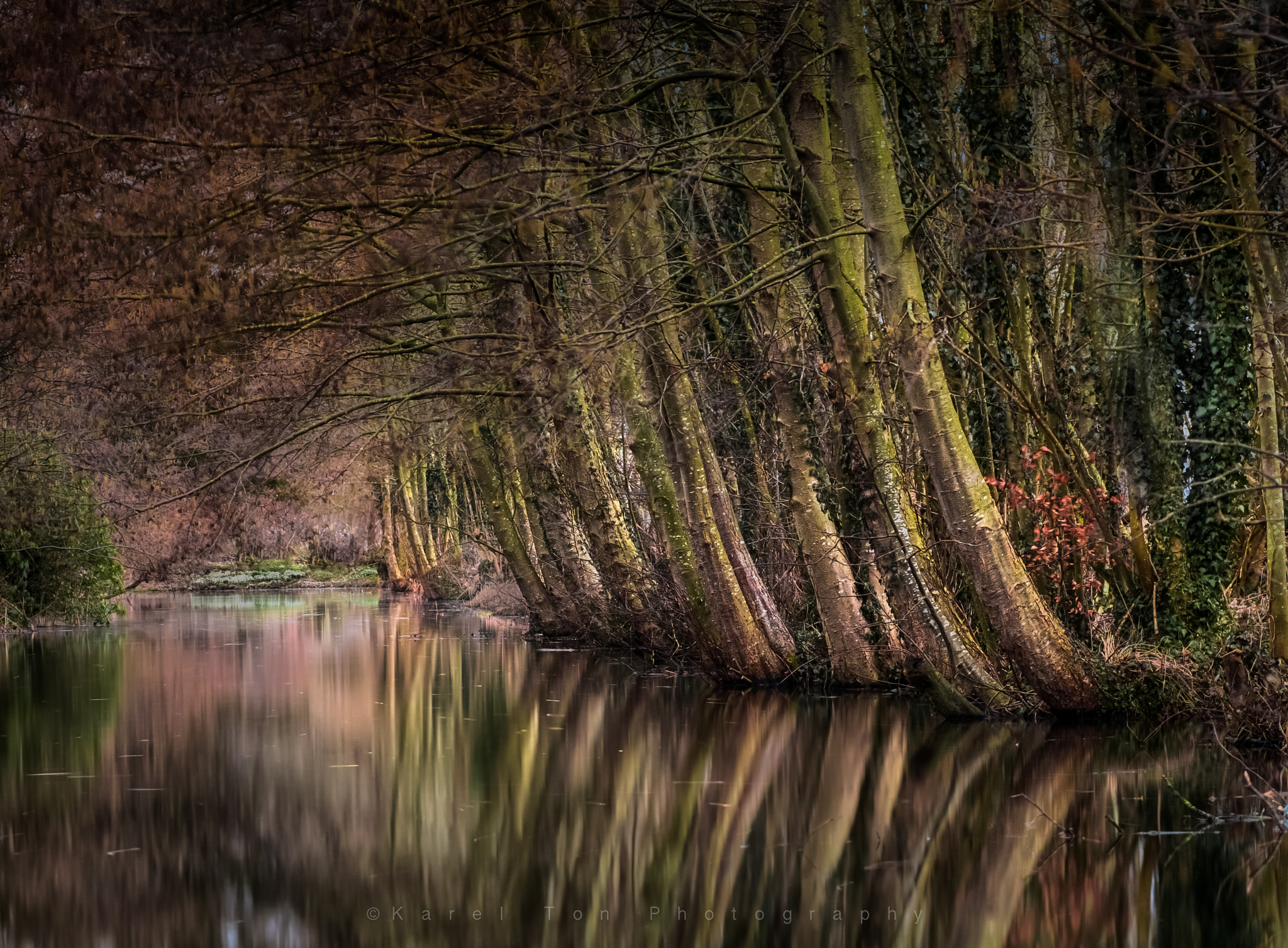 Sigma 70mm F2.8 EX DG Macro sample photo. "mirror trees" photography