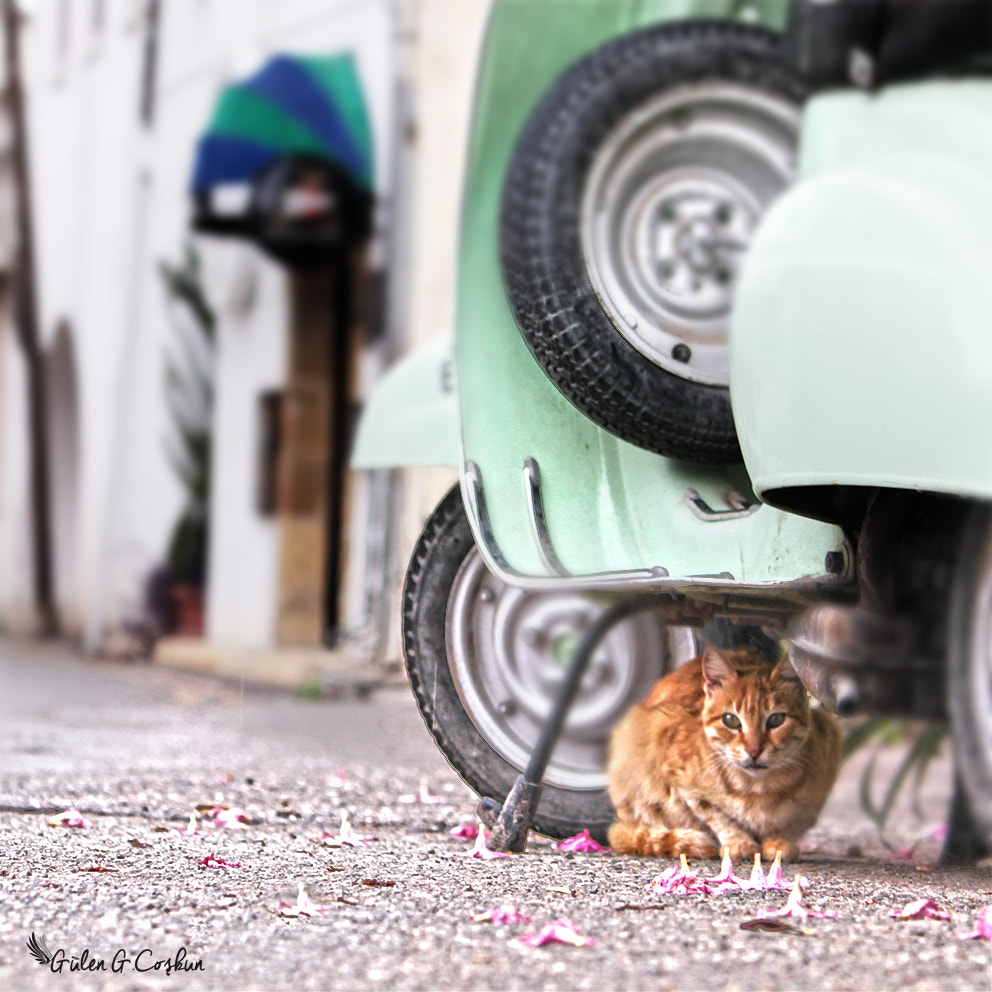 Canon EF-S 55-250mm F4-5.6 IS sample photo. Cats photography