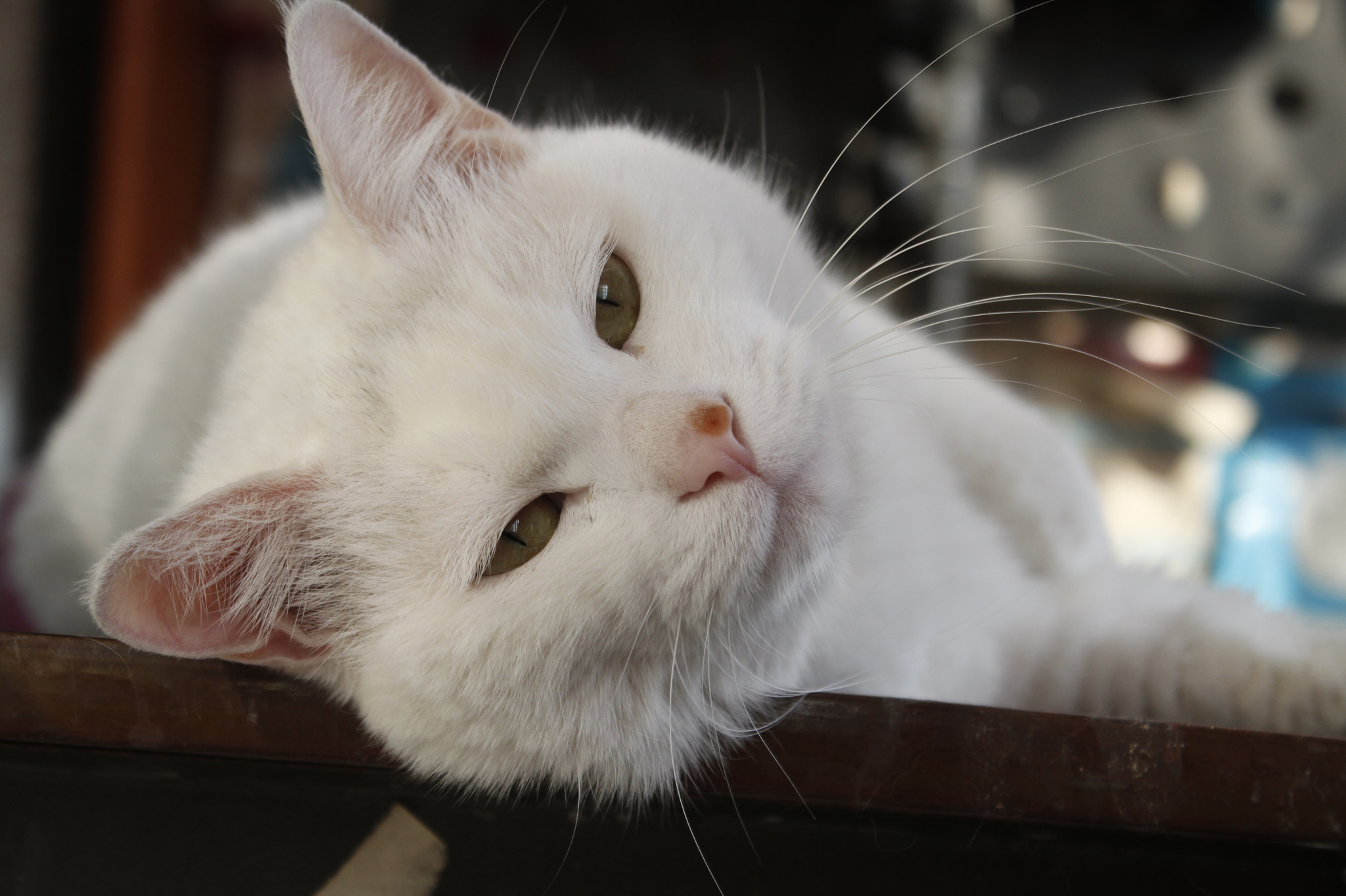 Canon EF-S 18-55mm F3.5-5.6 IS sample photo. Cat photography