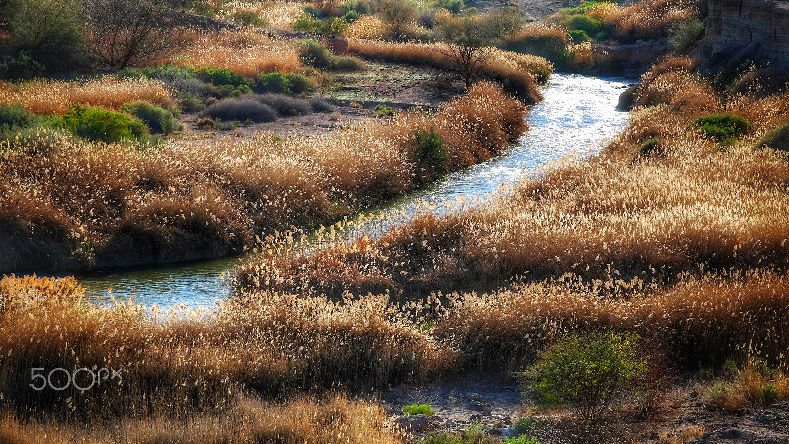 Canon EF 24-70mm F2.8L II USM sample photo. Grasses blowing in the wind... photography