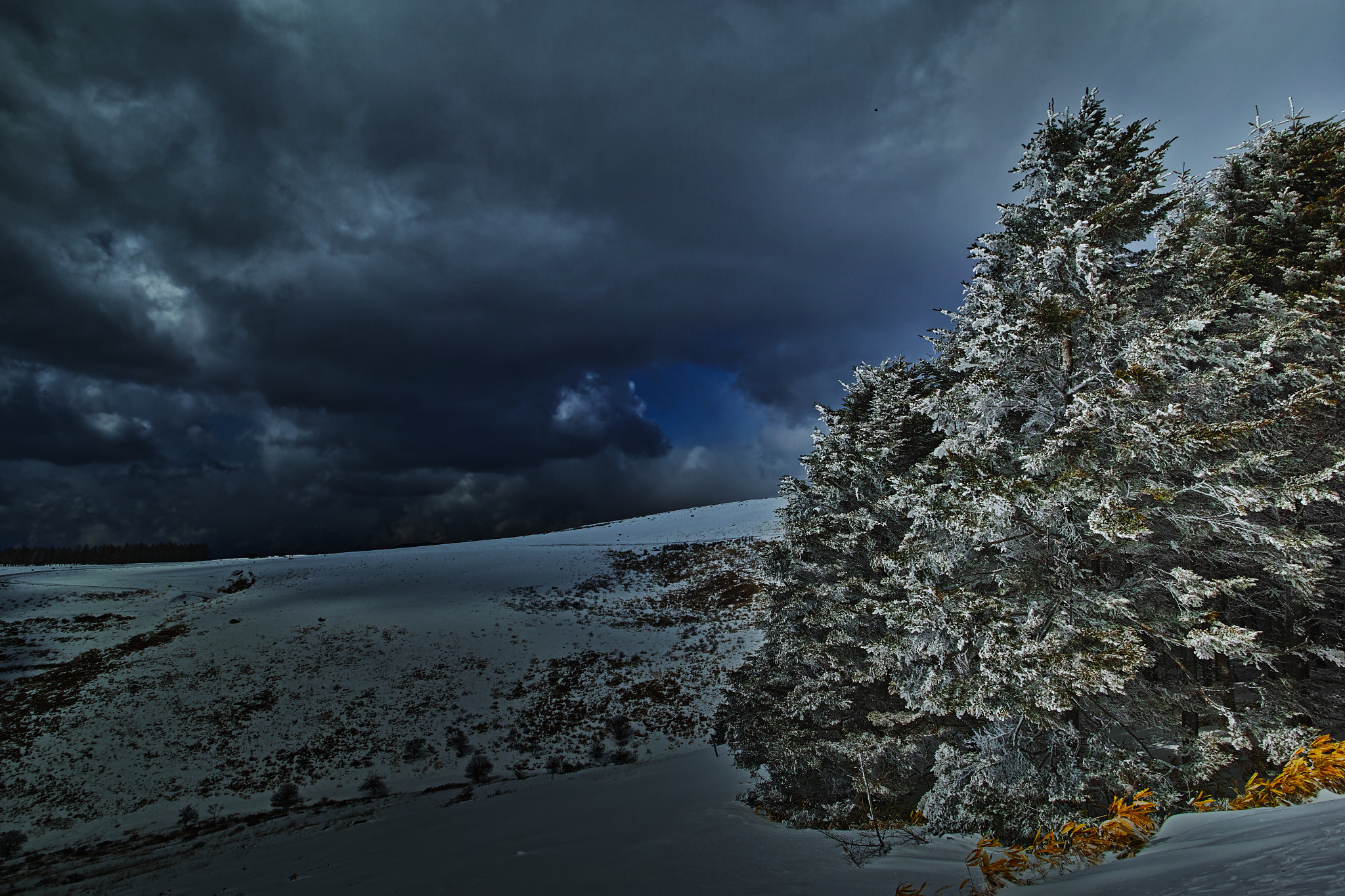 Sigma dp0 Quattro sample photo. 霧ヶ峰の常緑樹に雪が付く photography