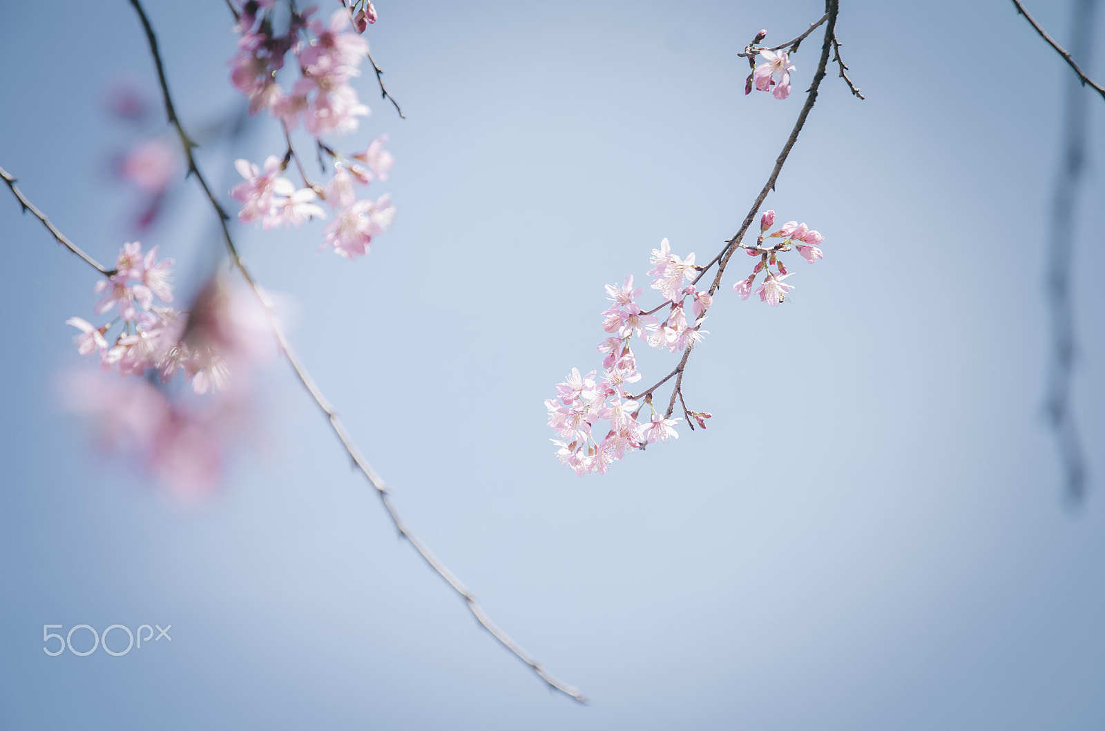 Nikon D7000 sample photo. Cherry blossom. photography