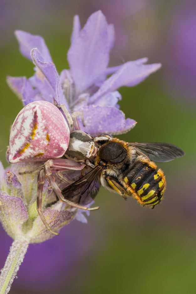 Tamron SP AF 180mm F3.5 Di LD (IF) Macro sample photo. Cacciator cortese photography