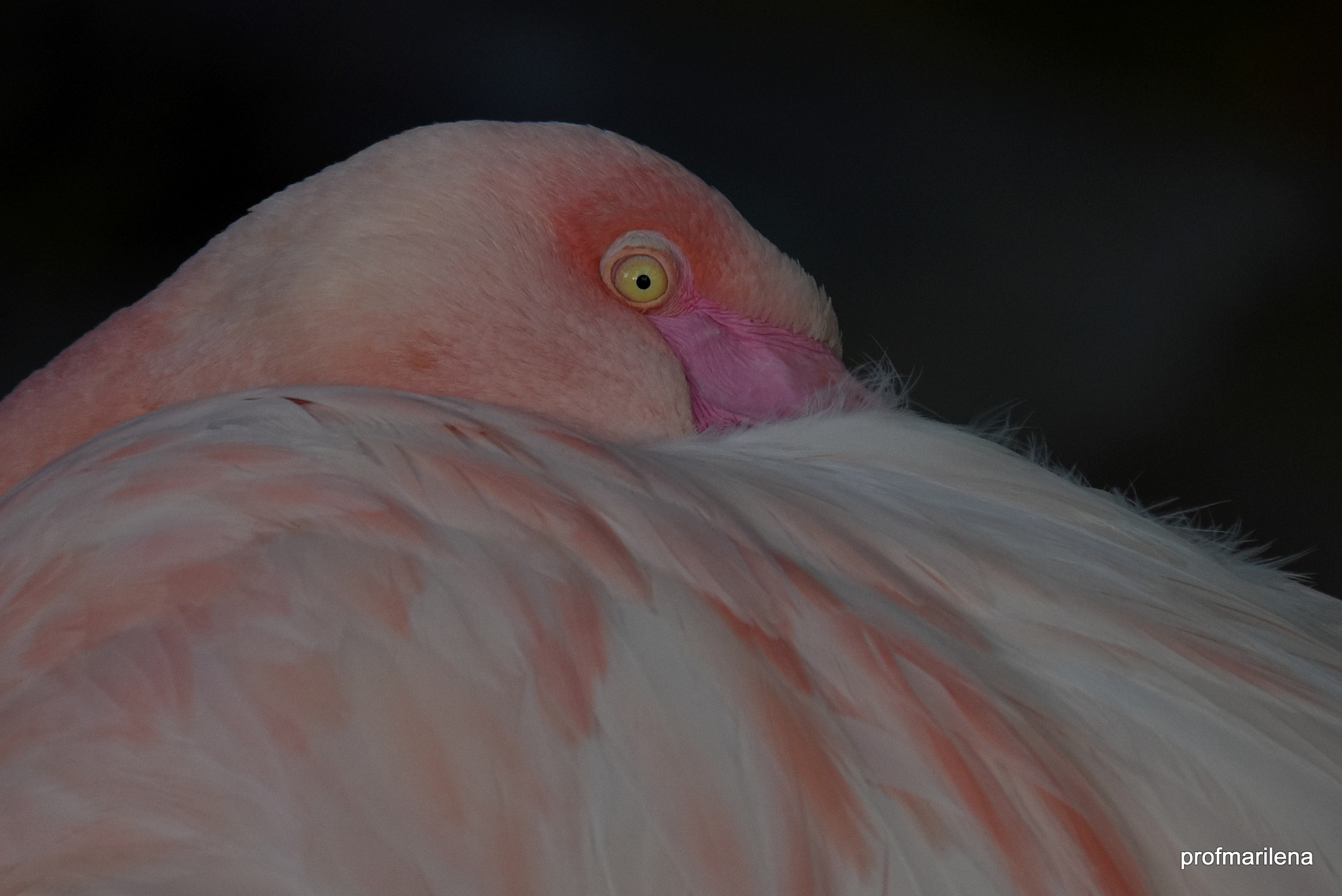 Nikon D810 sample photo. Resting photography