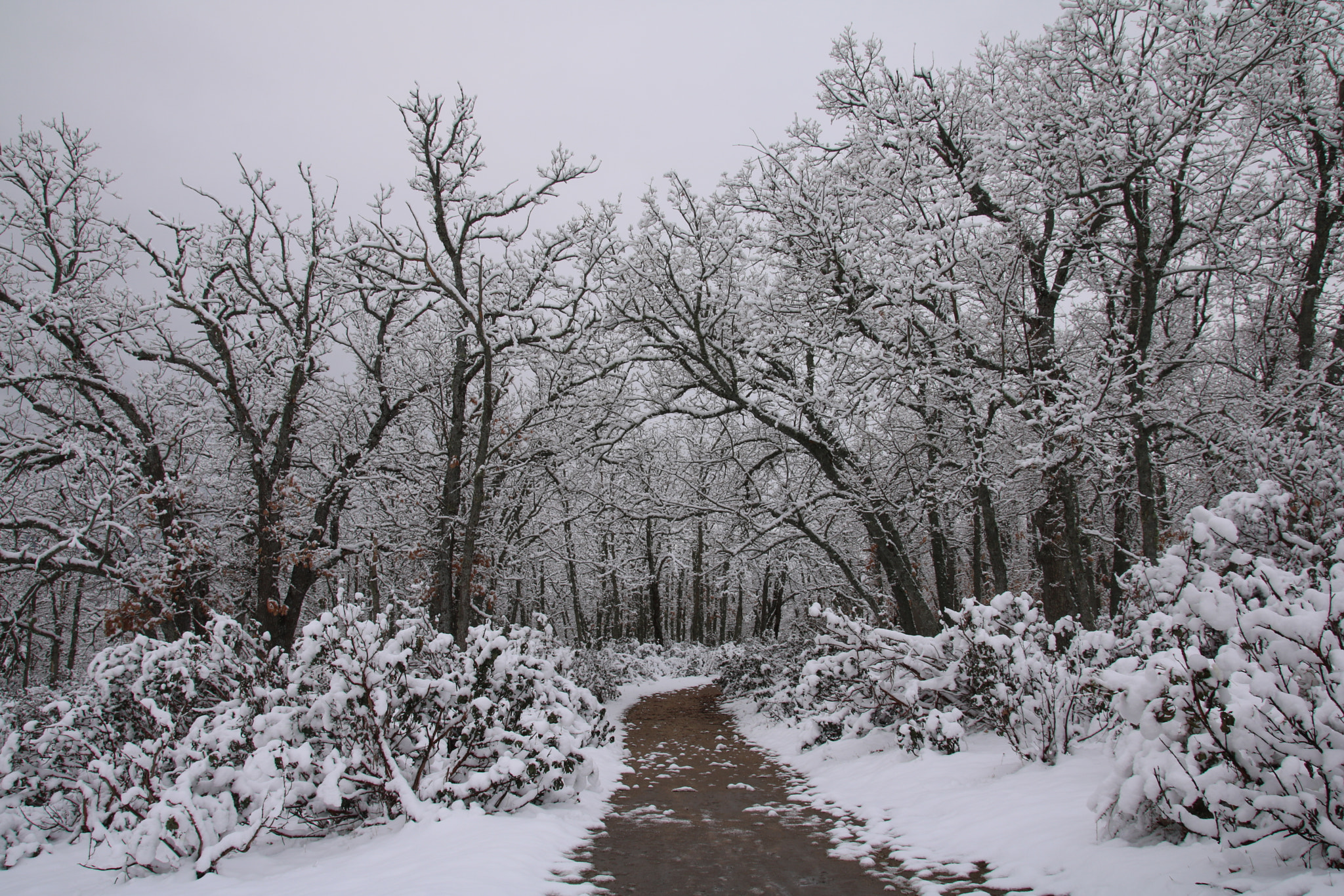 Canon EOS 750D (EOS Rebel T6i / EOS Kiss X8i) + Sigma 18-250mm F3.5-6.3 DC OS HSM sample photo. Winter path photography