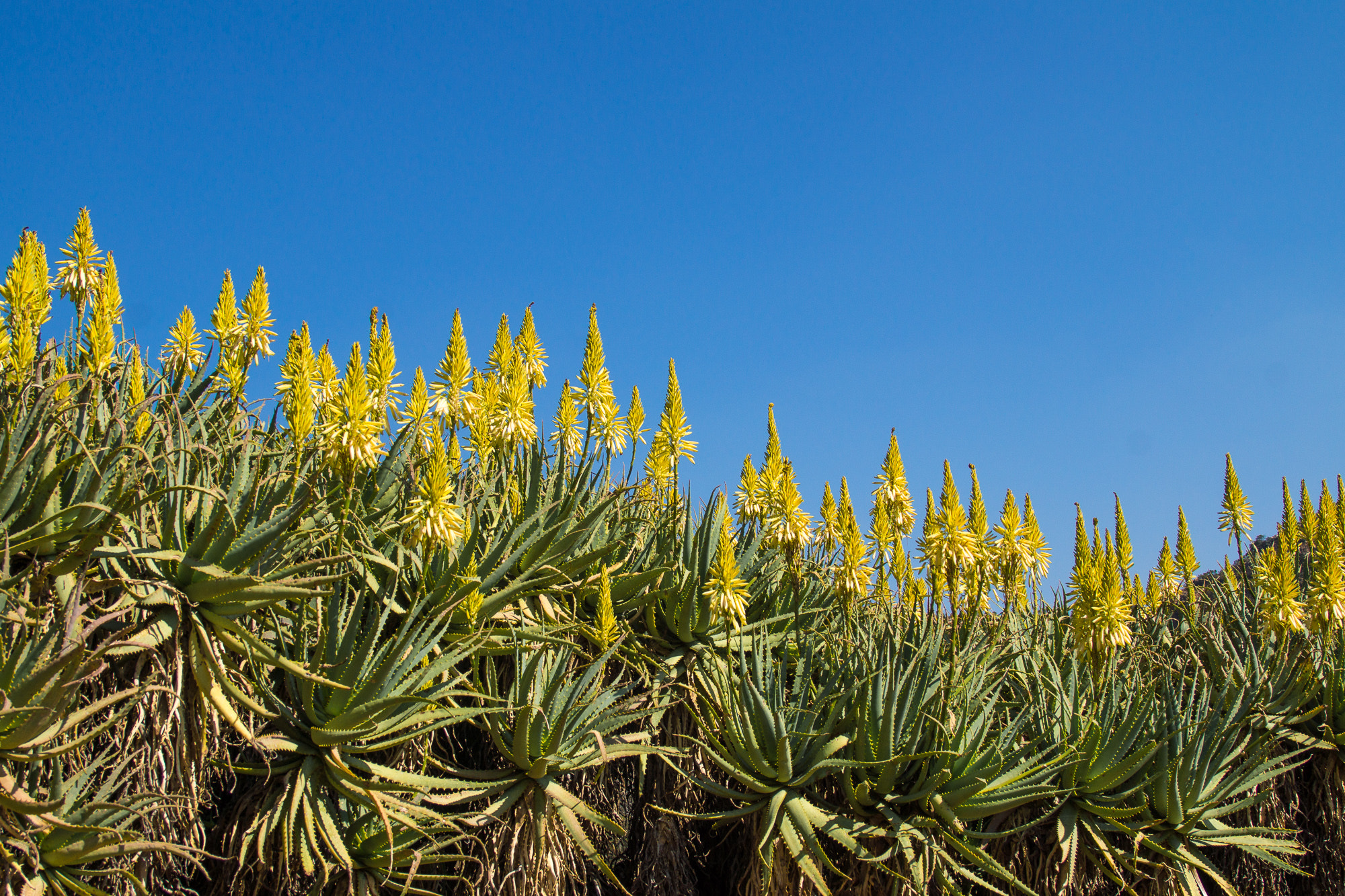 Sony SLT-A77 + Sigma ZOOM-alpha 35-135mm F3.5-4.5 sample photo. Aloe colony photography