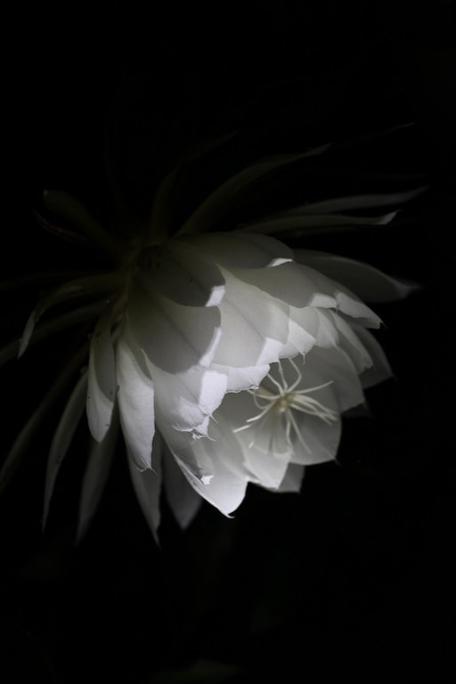 Canon EOS 5D Mark II + Canon EF 50mm F2.5 Macro sample photo. Epiphyllum photography