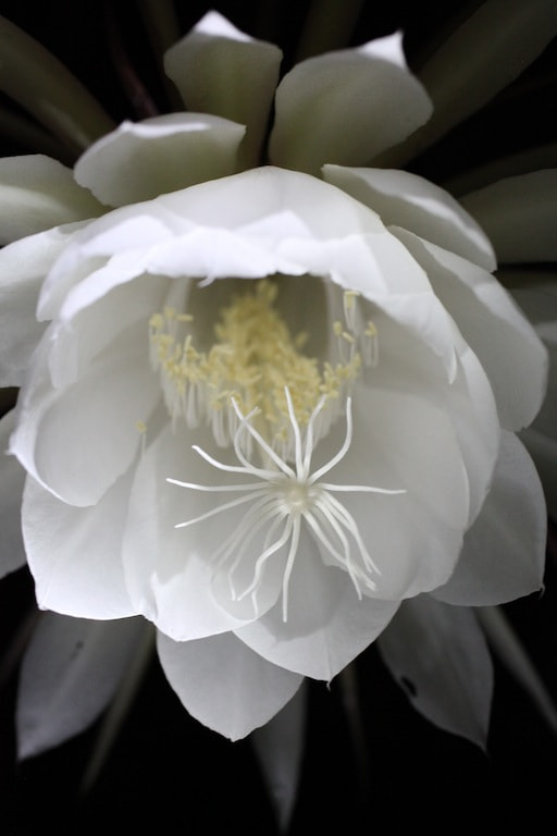 Canon EOS 5D Mark II + Canon EF 50mm F2.5 Macro sample photo. Epiphyllum photography