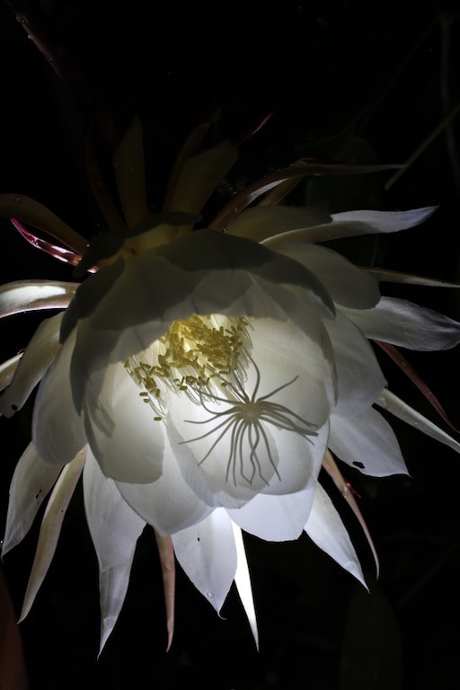 Canon EOS 5D Mark II + Canon EF 50mm F2.5 Macro sample photo. Epiphyllum photography