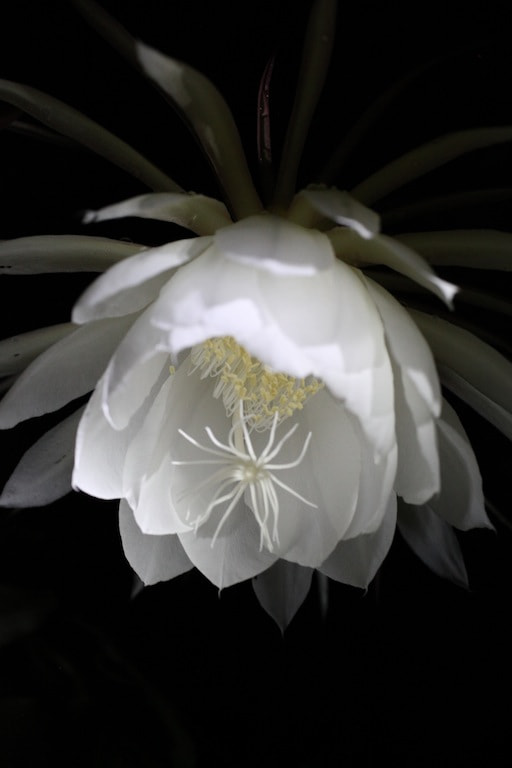 Canon EOS 5D Mark II sample photo. Epiphyllum photography