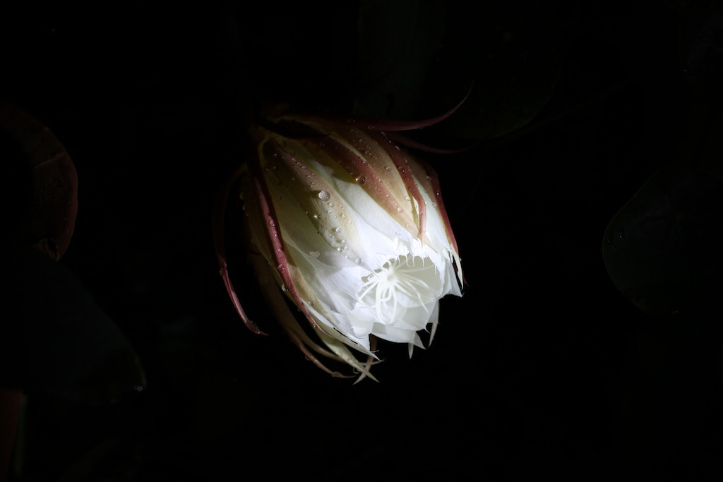 Canon EF 50mm F2.5 Macro sample photo. Epiphyllum photography
