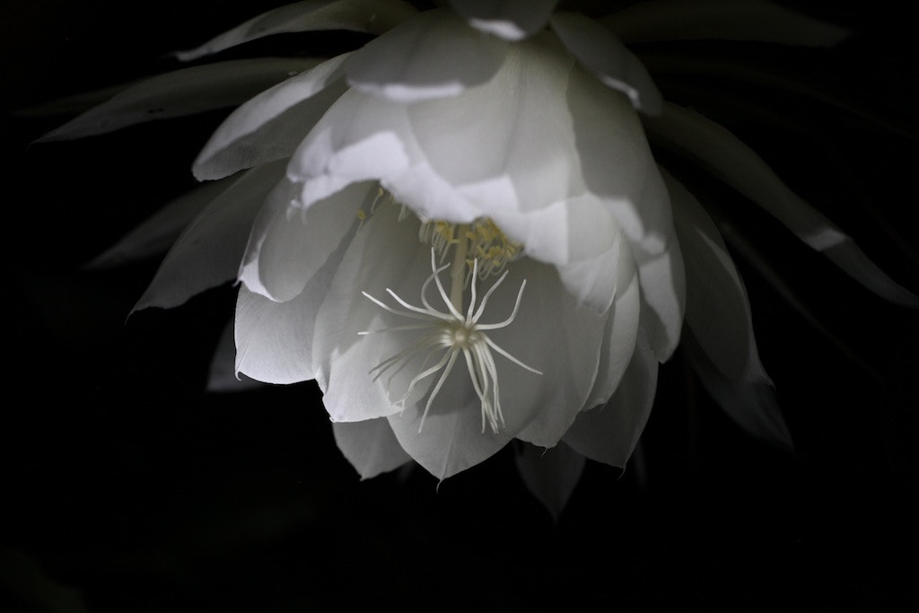 Canon EF 50mm F2.5 Macro sample photo. Epiphyllum photography