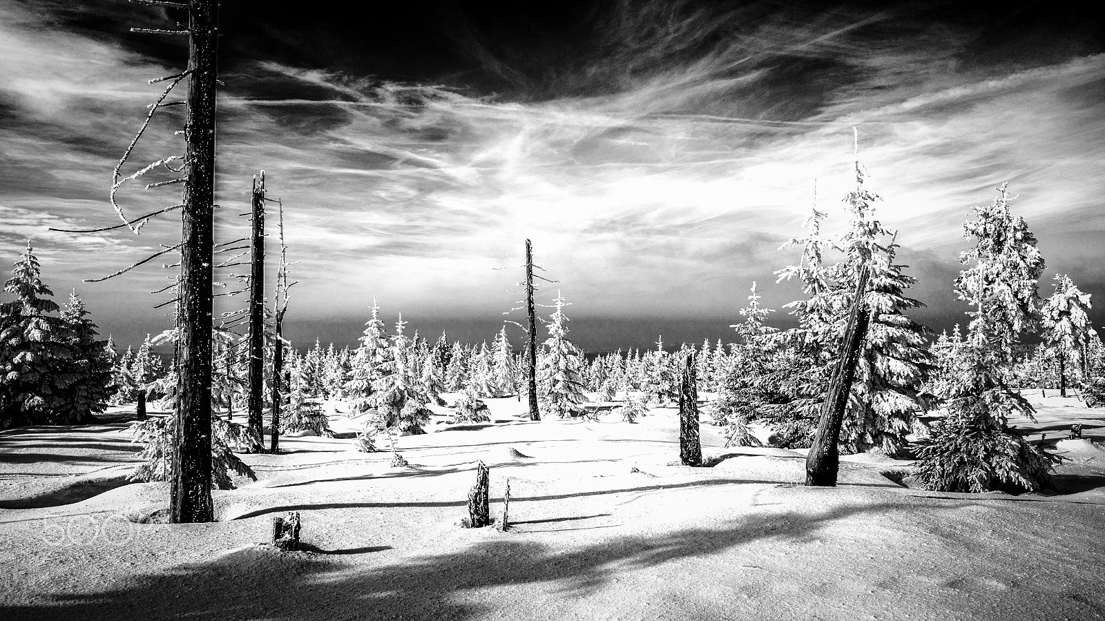 Olympus OM-D E-M10 II + LEICA DG SUMMILUX 15/F1.7 sample photo. Winter wonderland. (bw version) photography