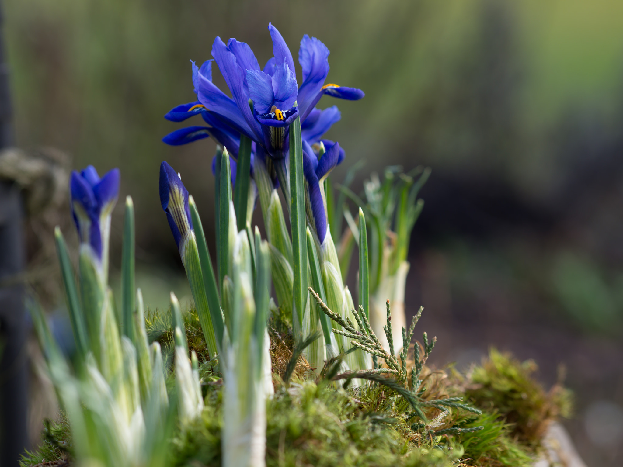 Olympus M.Zuiko Digital ED 75mm F1.8 sample photo. Dwarf iris - iris reticulata photography