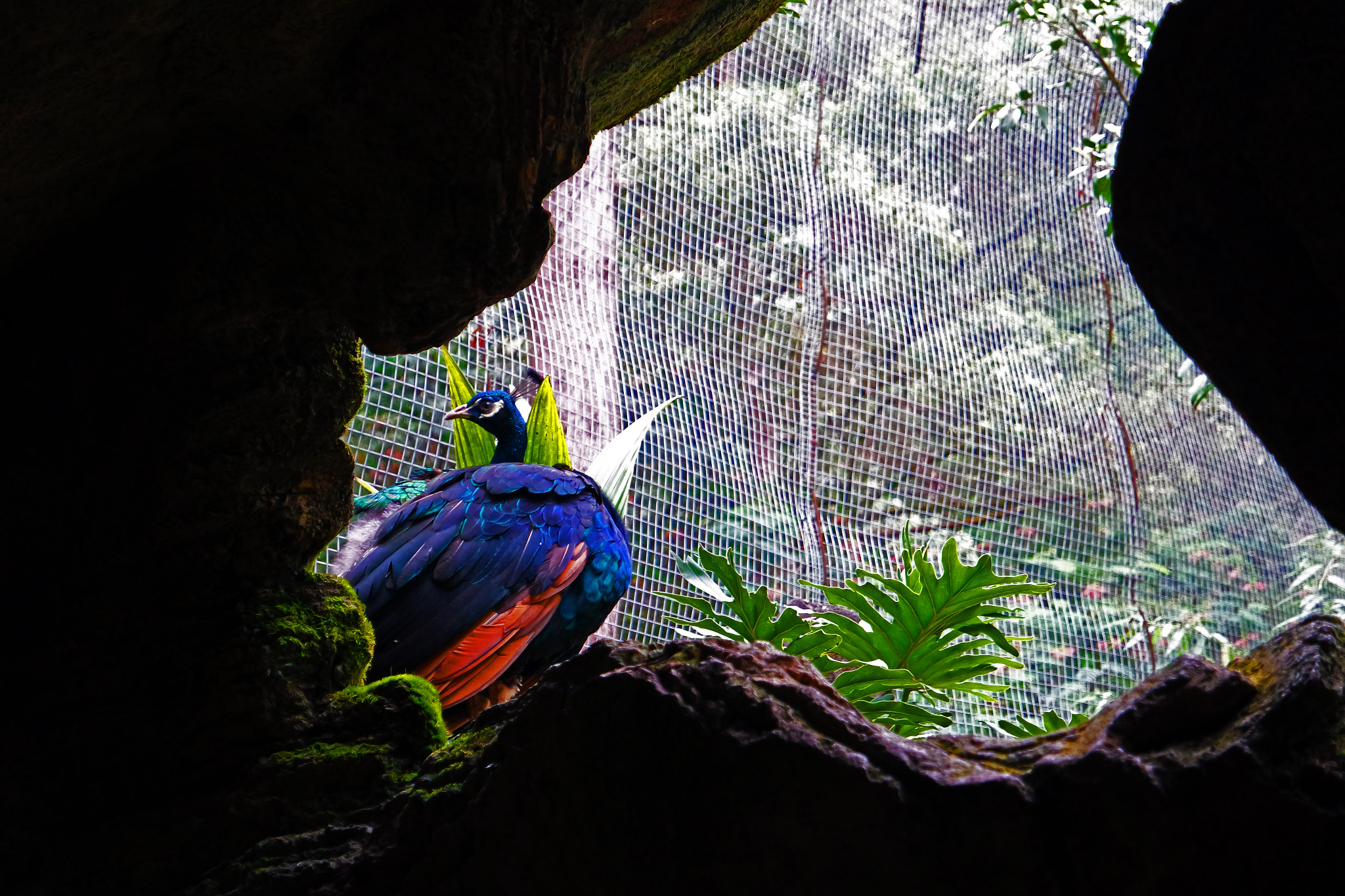 Samsung NX 16-50mm F3.5-5.6 Power Zoom ED OIS sample photo. Blu, is that you? photography