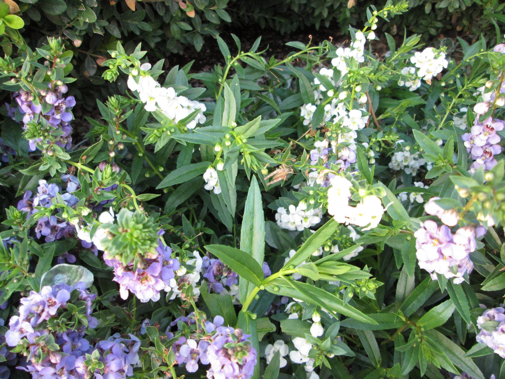 Canon PowerShot A810 sample photo. (canon powershot a) x photography