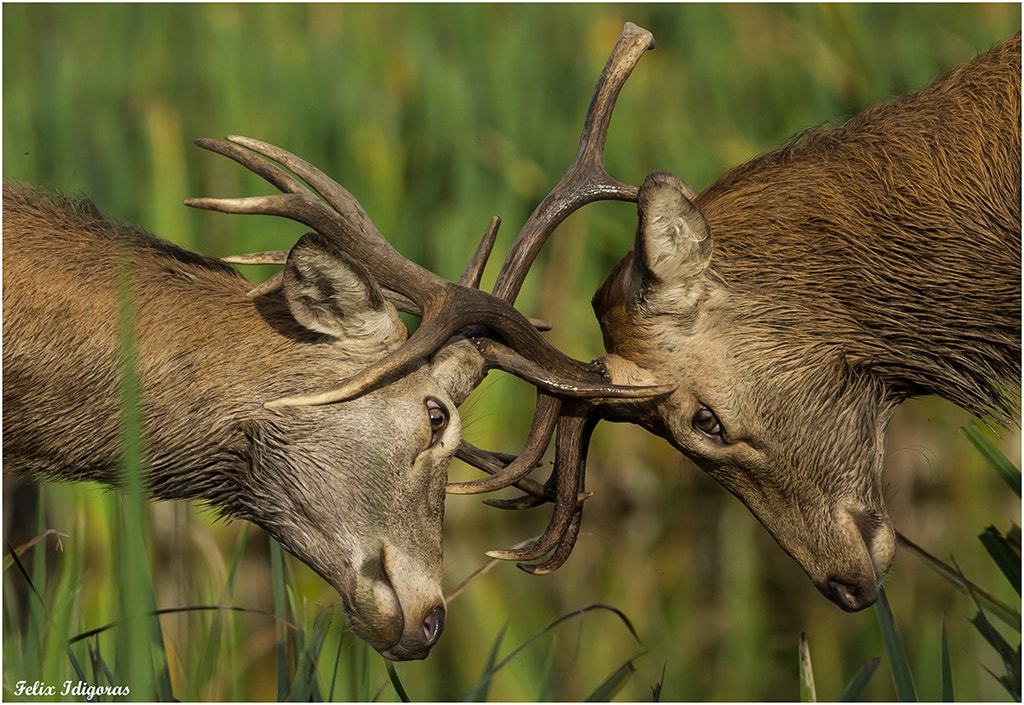 Canon EF 500mm F4L IS USM sample photo. Ciervos en disputa photography