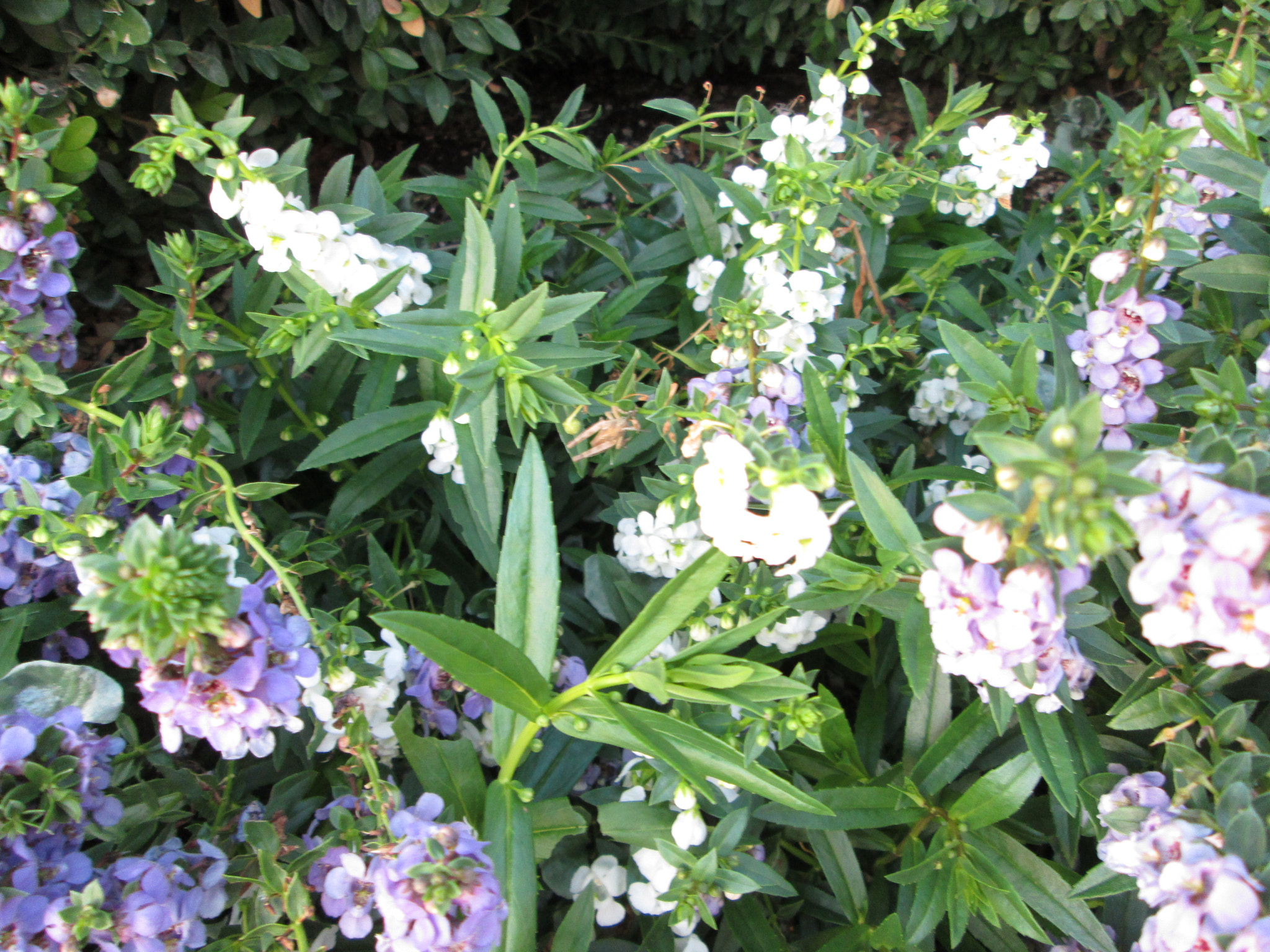 Canon PowerShot A810 sample photo. (canon powershot a) x photography