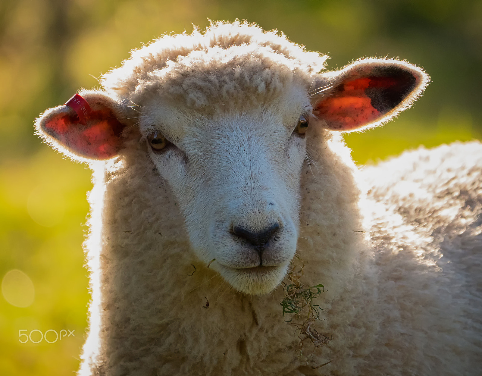 Panasonic Lumix DMC-GH4 + LEICA DG 100-400/F4.0-6.3 sample photo. Sheep photography