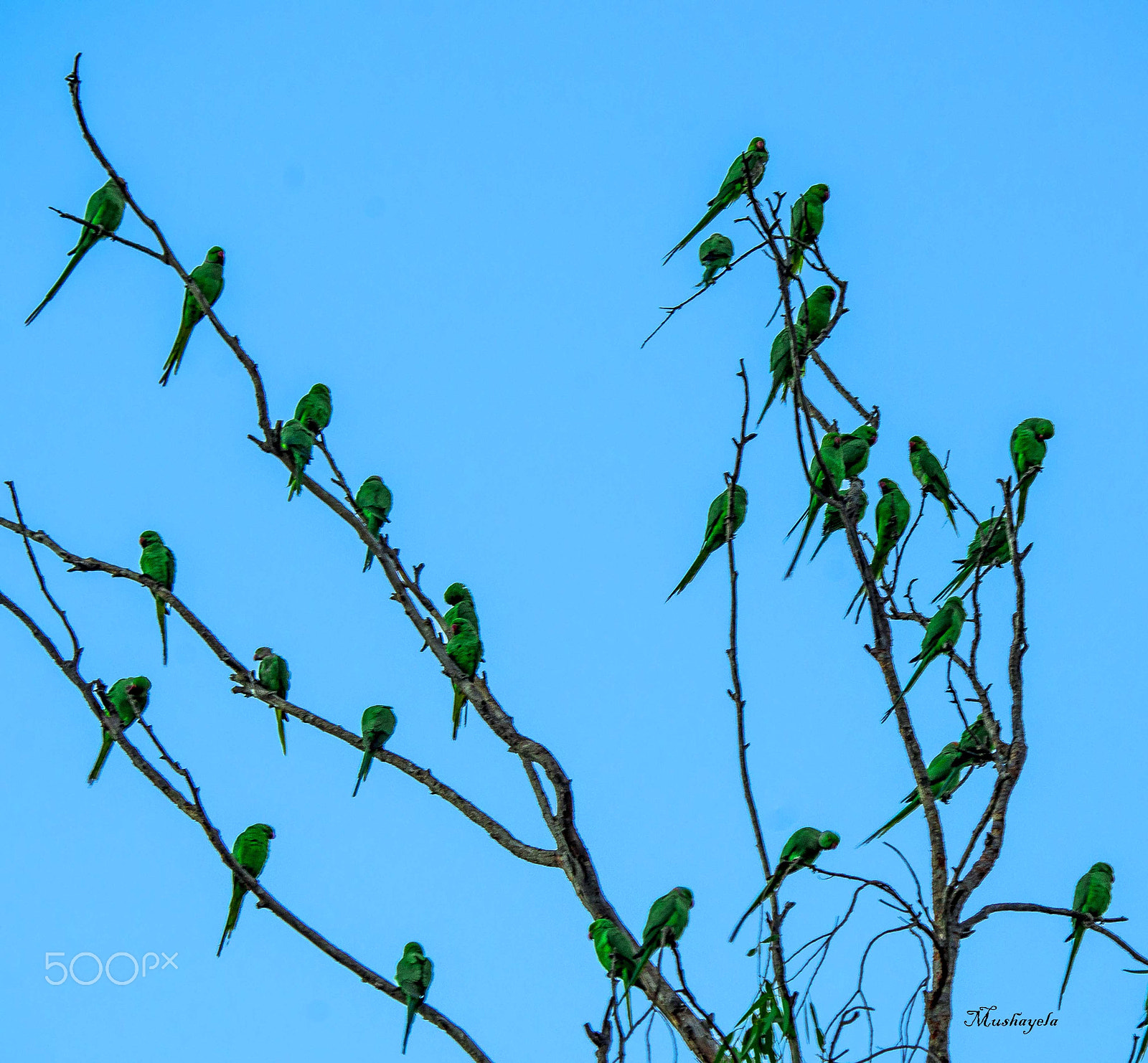 Nikon D600 sample photo. Parakeets gathering at the dusk photography