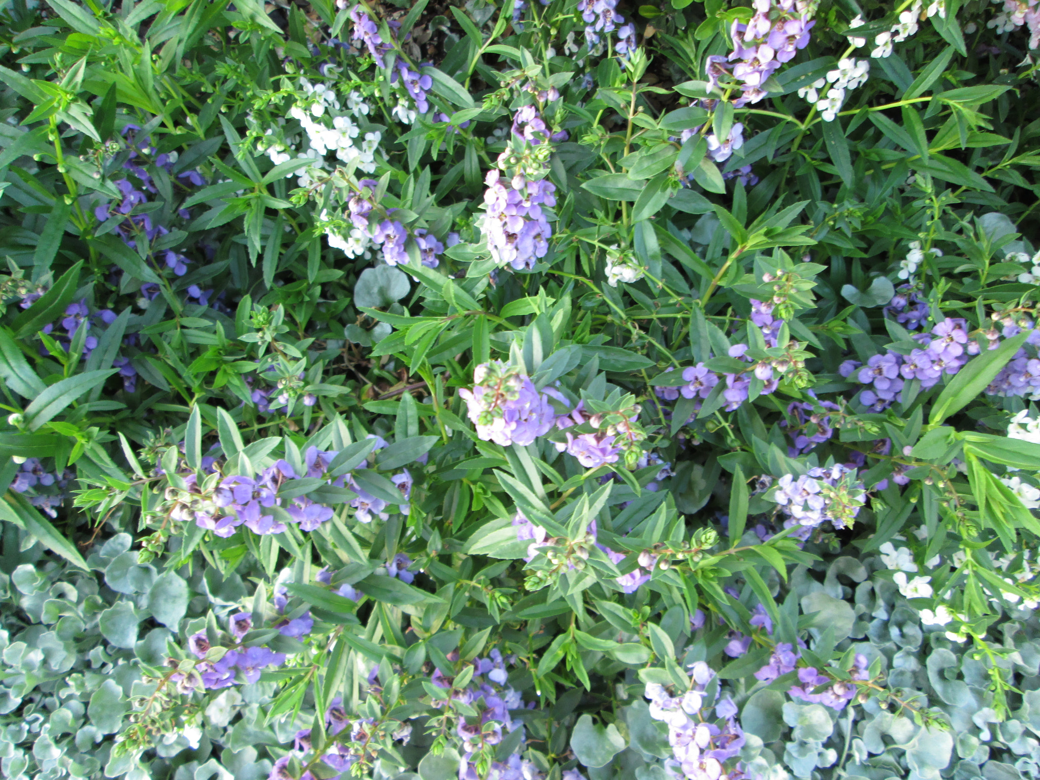 Canon PowerShot A810 sample photo. (canon powershot a) x photography