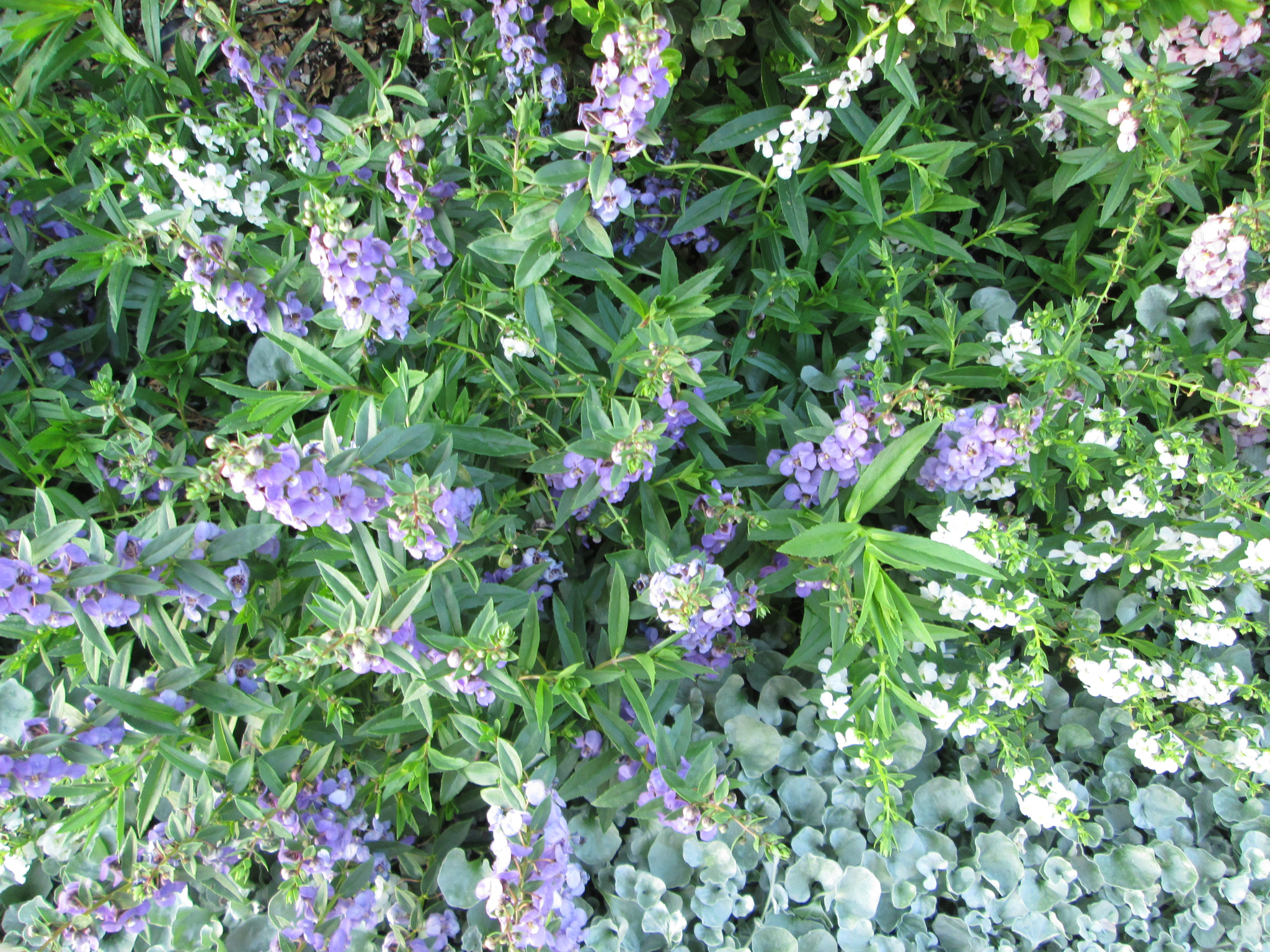Canon PowerShot A810 sample photo. (canon powershot a) x photography