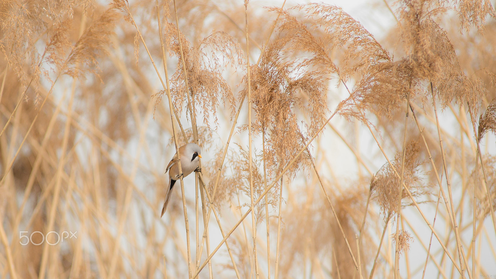 Canon EOS-1D X + Canon EF 400mm f/2.8L sample photo. 文须雀（panurus biarmicus） photography