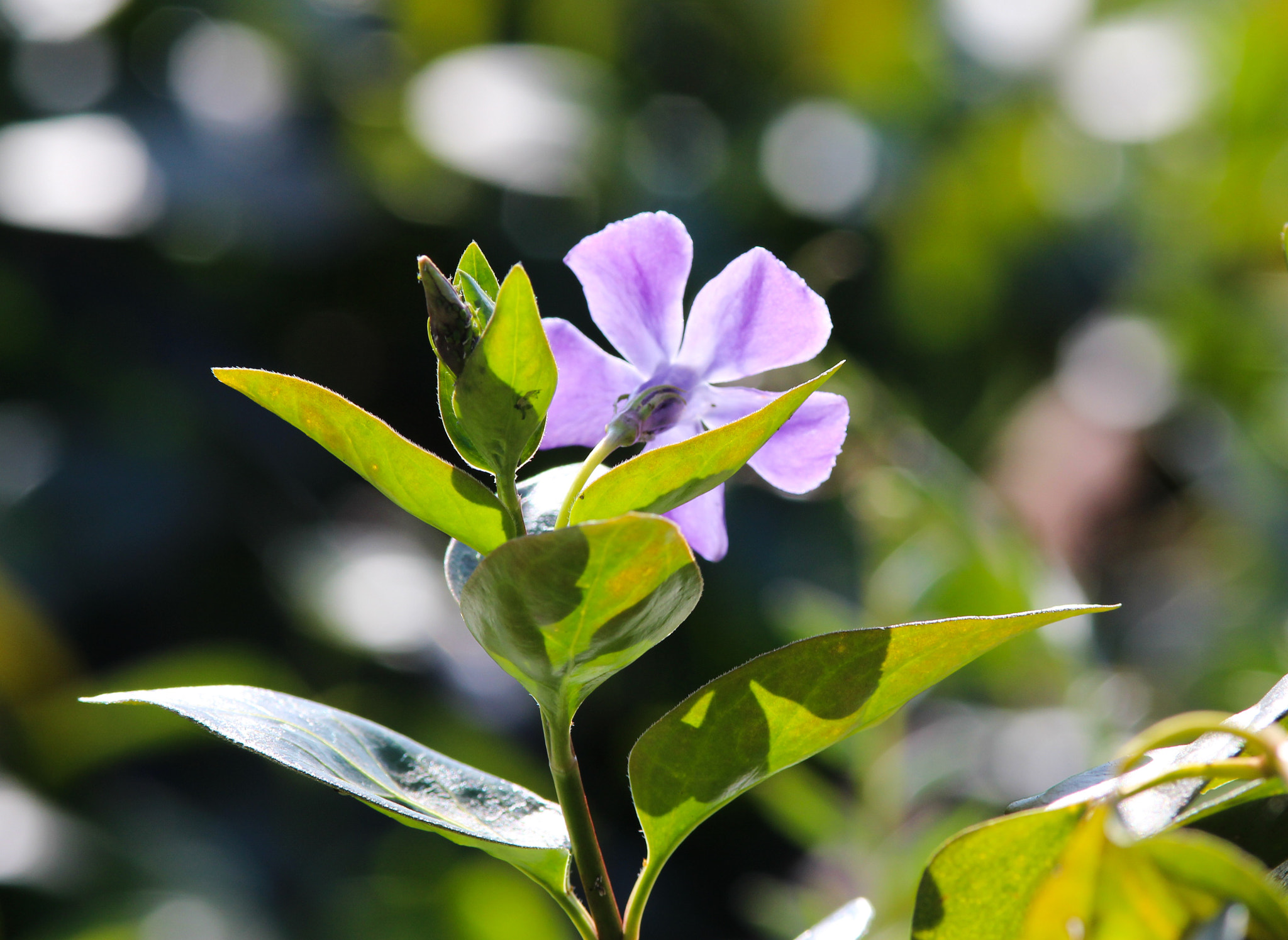 Canon EF 200mm f/2.8L sample photo