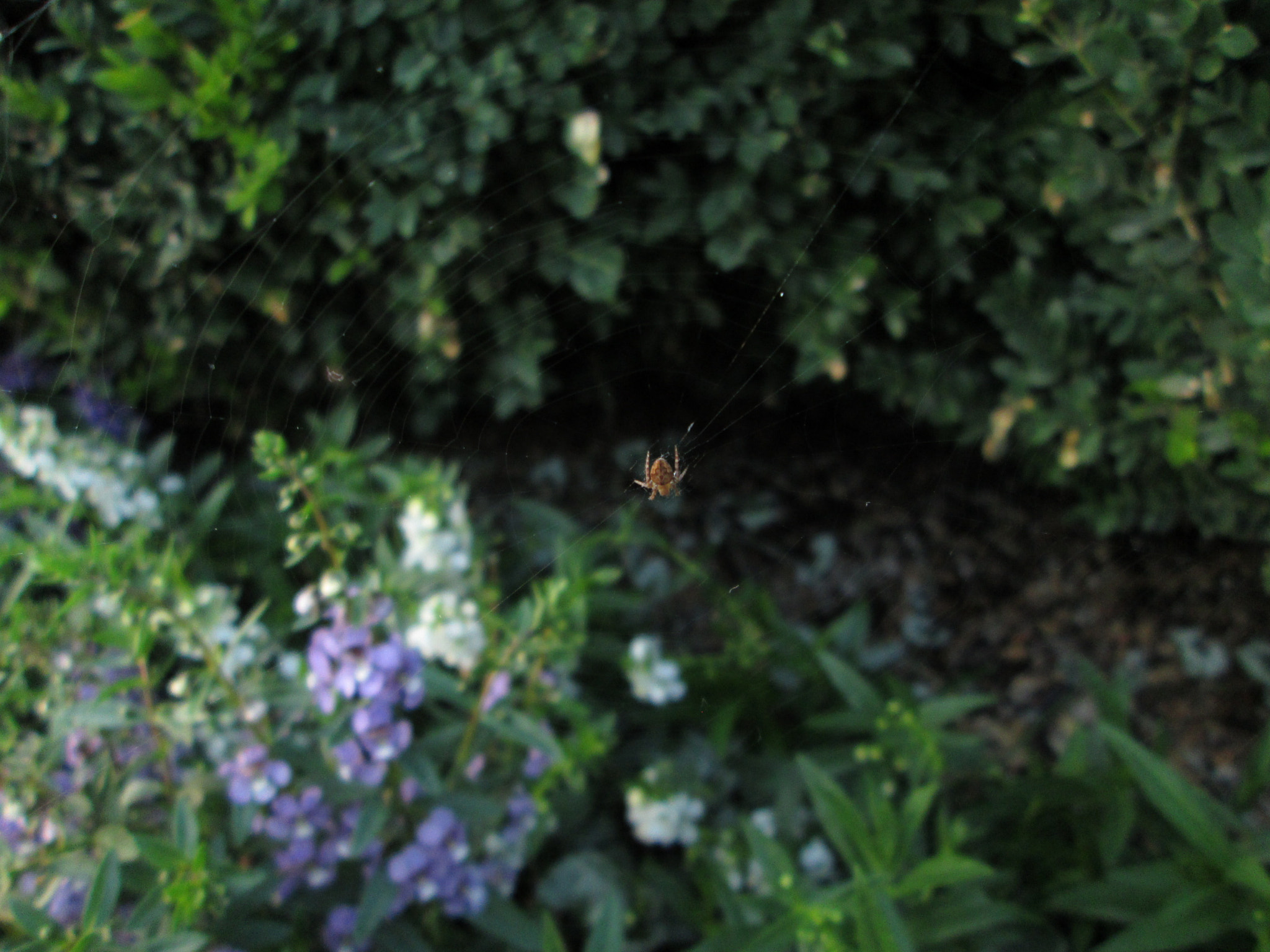 Canon PowerShot A810 sample photo. (canon powershot a) x photography