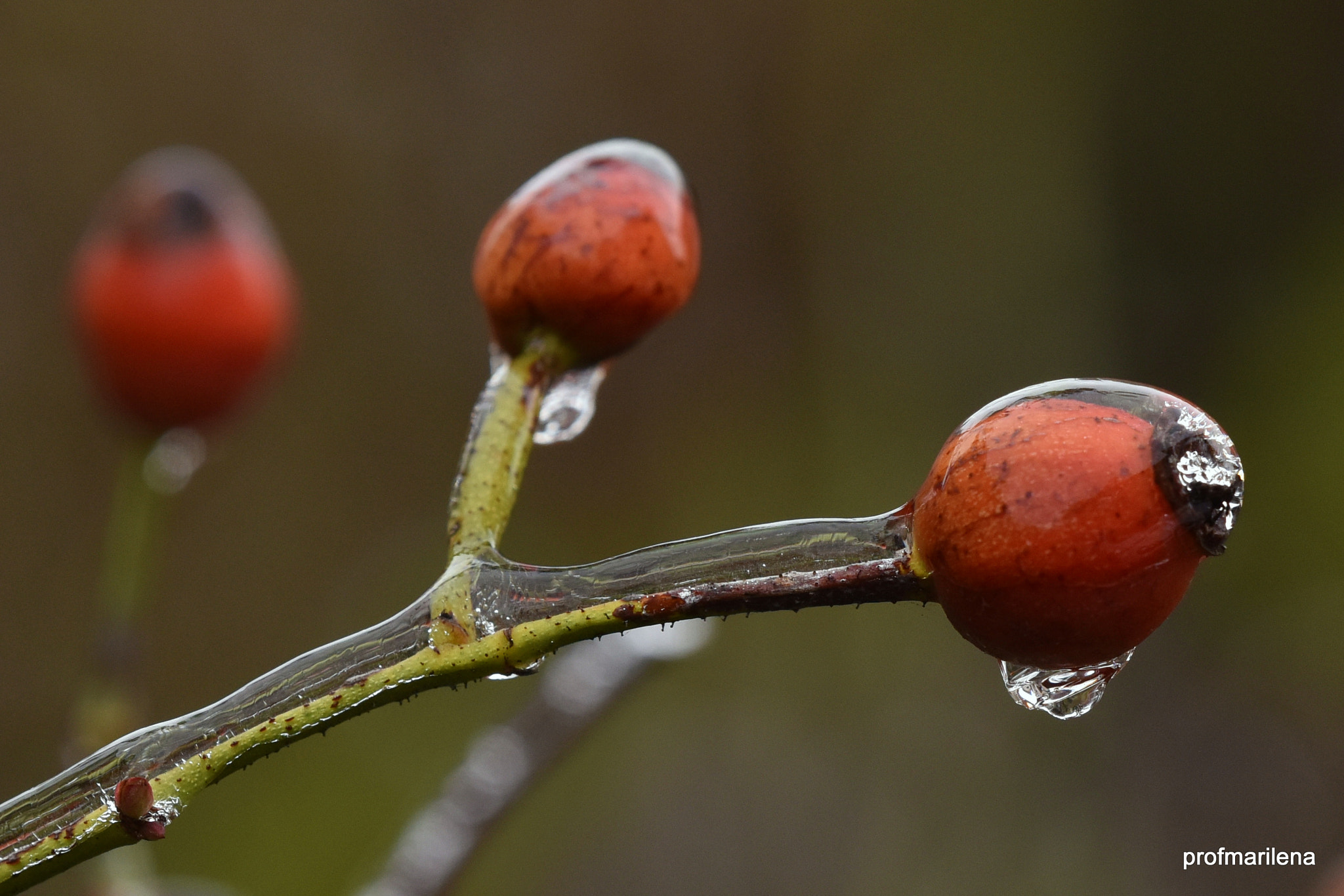 Sigma 150mm F2.8 EX DG OS Macro HSM sample photo. Frozen photography