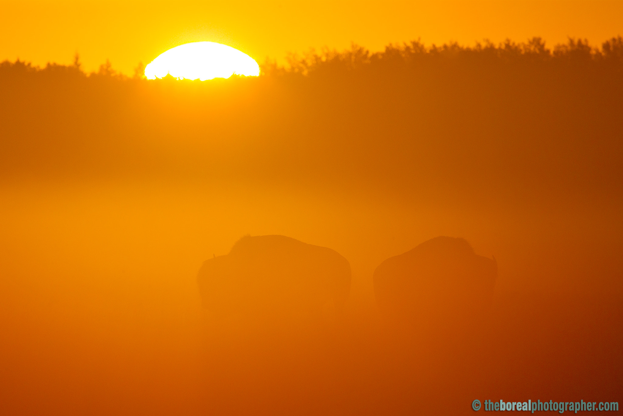 Canon EF 600mm f/4L IS sample photo. Rising sun photography