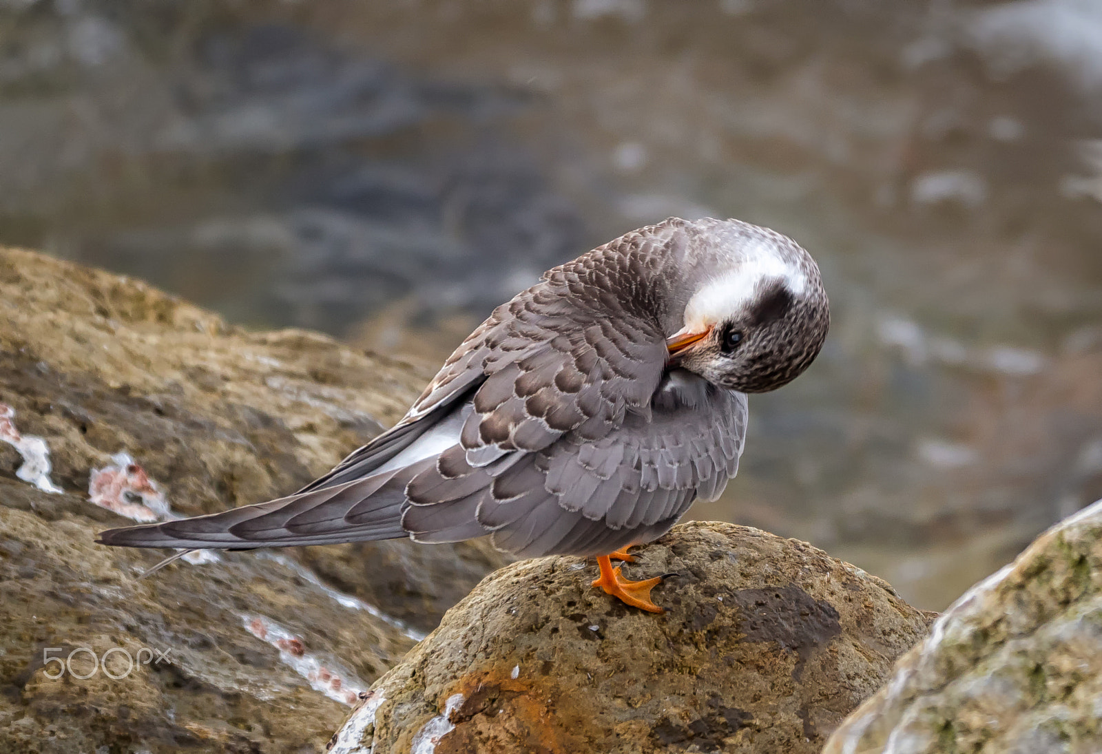 Panasonic Lumix DMC-GH4 + LEICA DG 100-400/F4.0-6.3 sample photo. Juvenile black-fronted tern preening photography