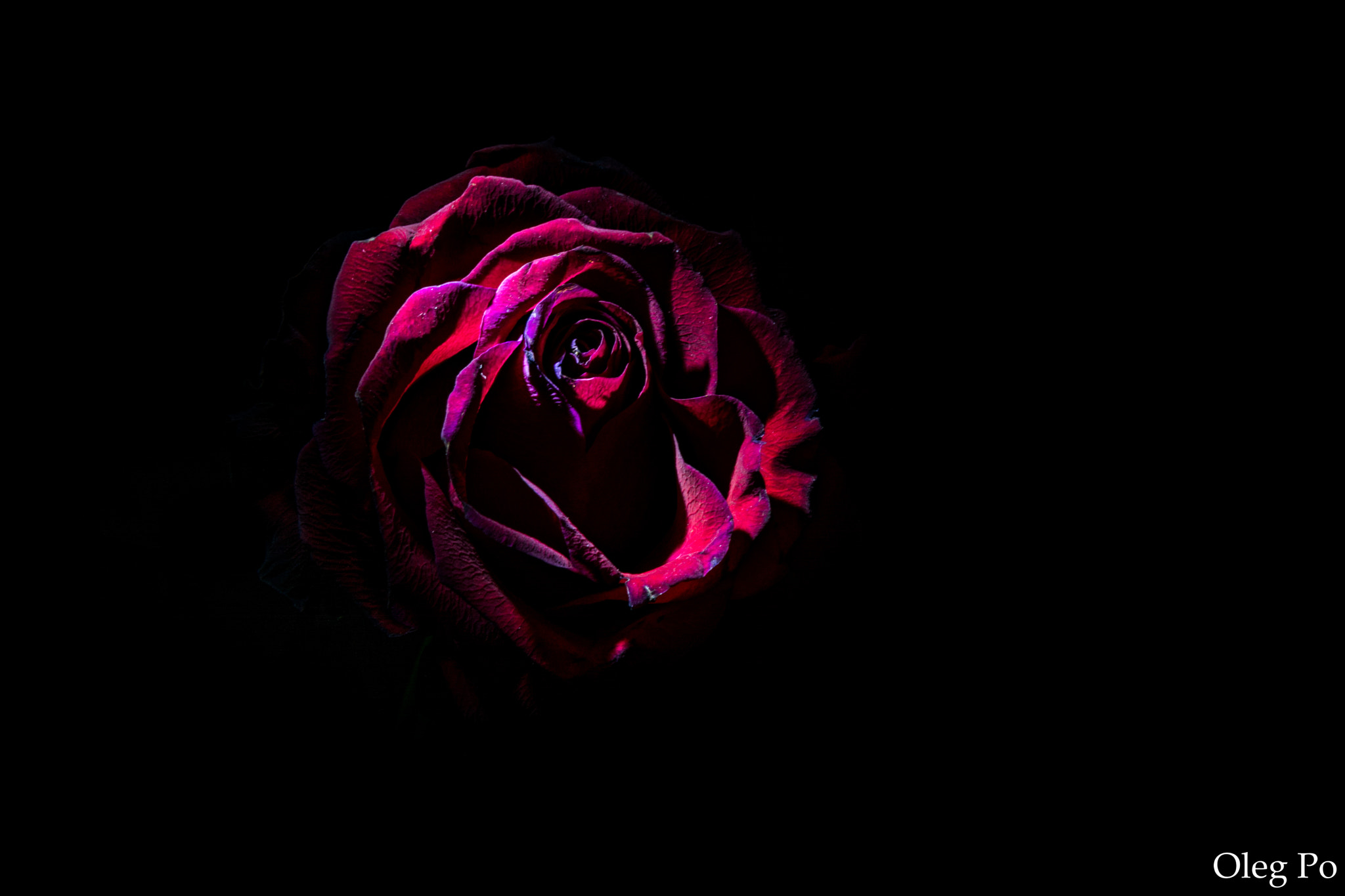 Sigma 17-50mm F2.8 EX DC OS HSM sample photo. Night rose photography