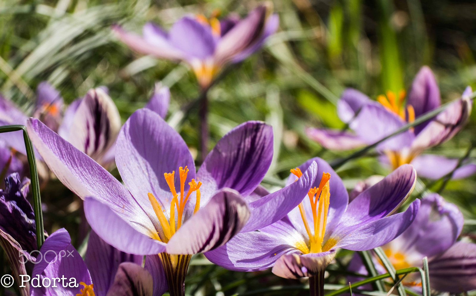 Fujifilm X-Pro2 + Fujifilm XF 18-55mm F2.8-4 R LM OIS sample photo. Spring time photography