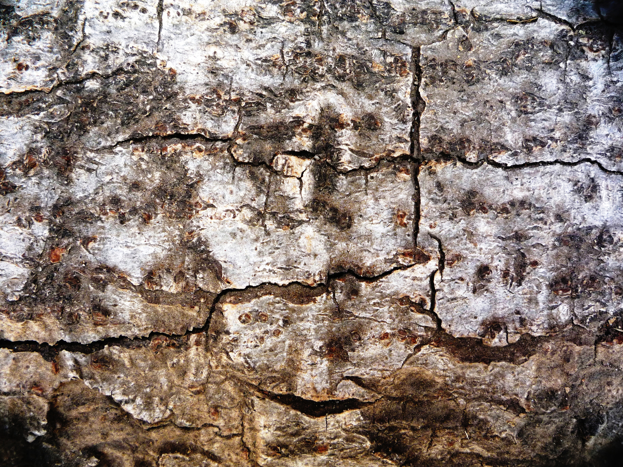 Panasonic DMC-LZ10 sample photo. Woodworking photography