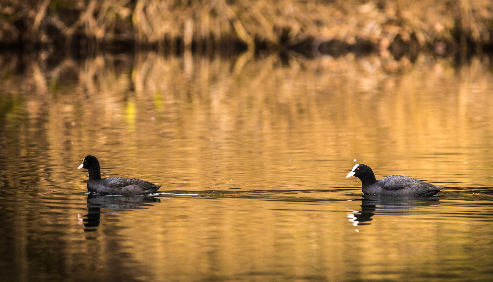 150-600mm F5-6.3 DG OS HSM | Contemporary 015 sample photo. Fulica atra photography