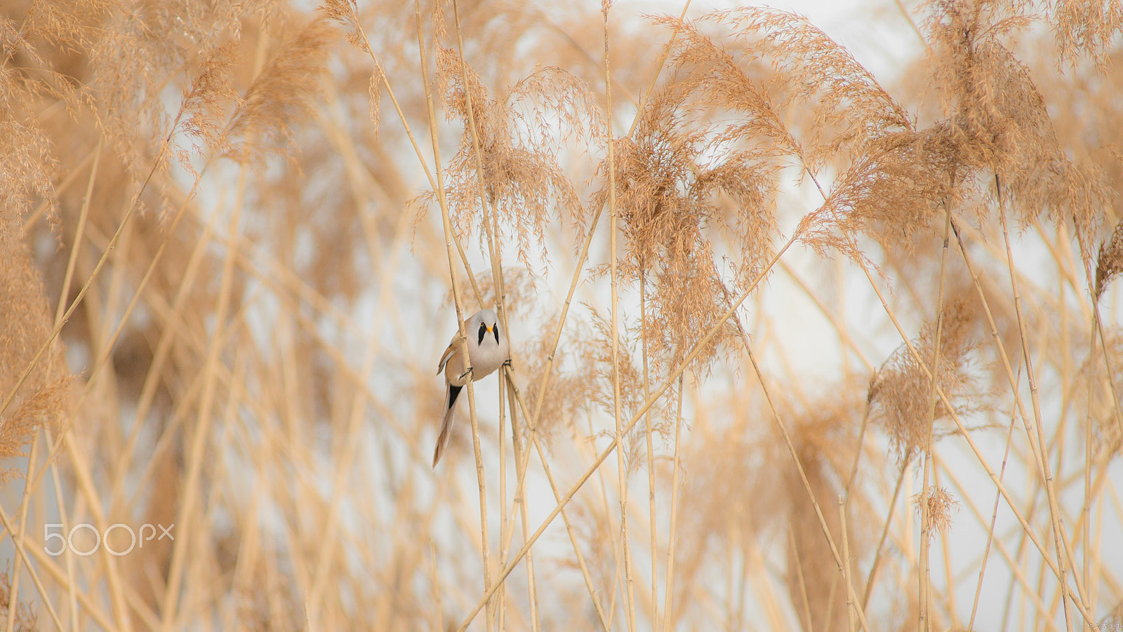 Canon EOS-1D X + Canon EF 400mm f/2.8L sample photo. 文须雀（panurus biarmicus） photography