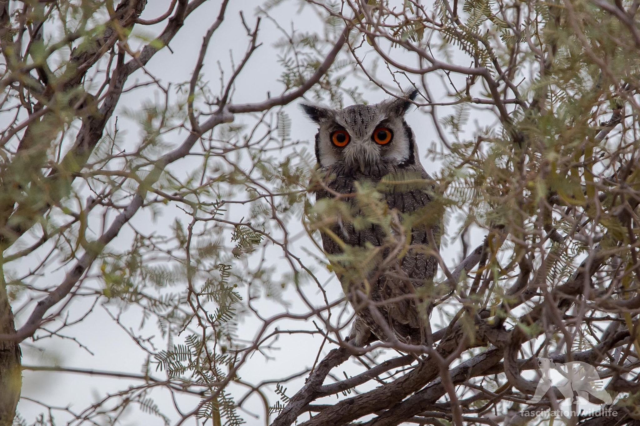 Sigma 150-600mm F5-6.3 DG OS HSM | S sample photo. African white-faced owl photography