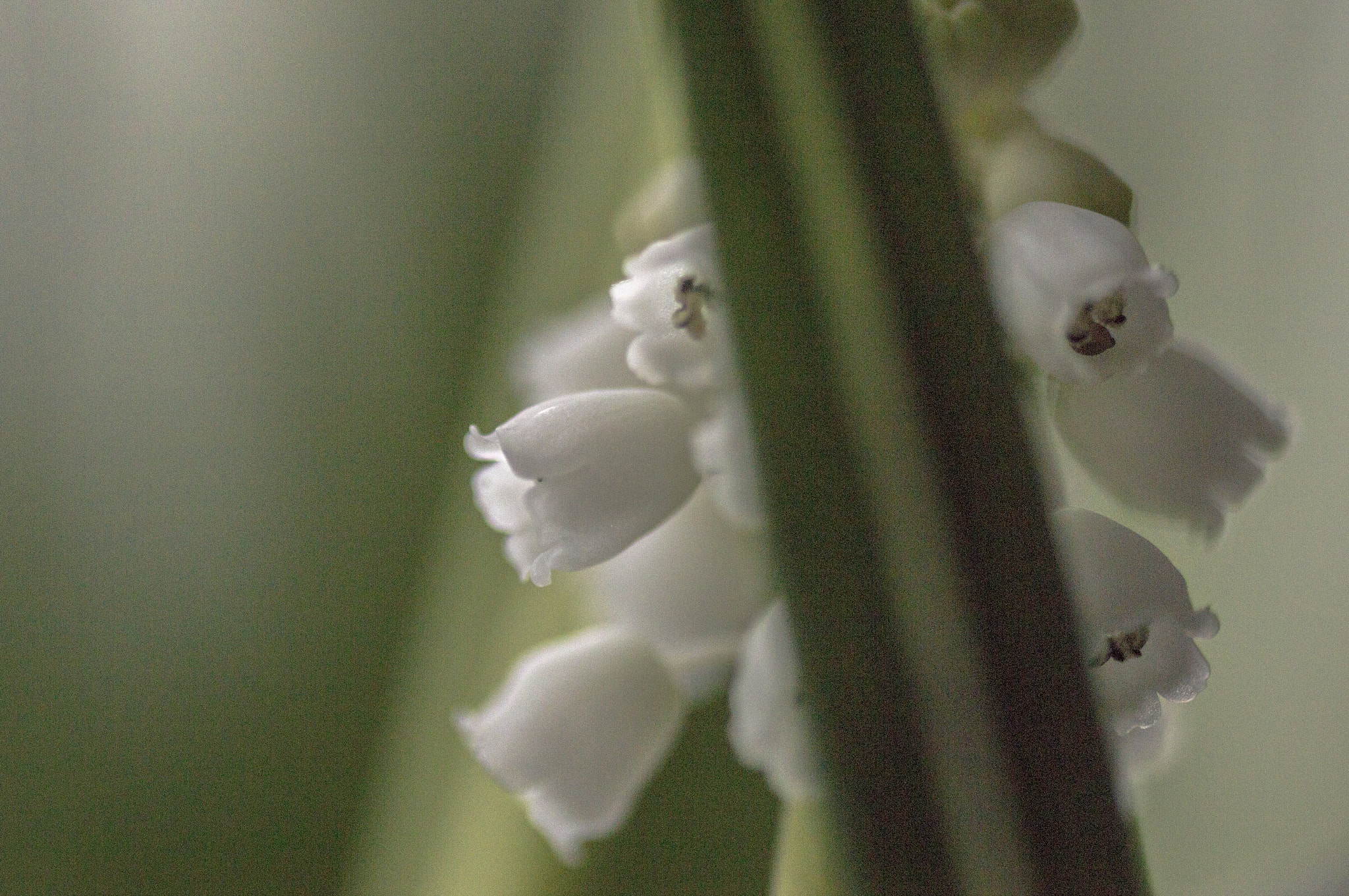 Canon EF 180mm F3.5L Macro USM sample photo. Spring photography
