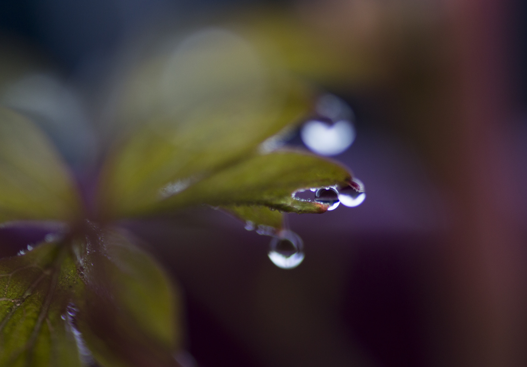 Canon EF 180mm F3.5L Macro USM sample photo. Misty heart photography